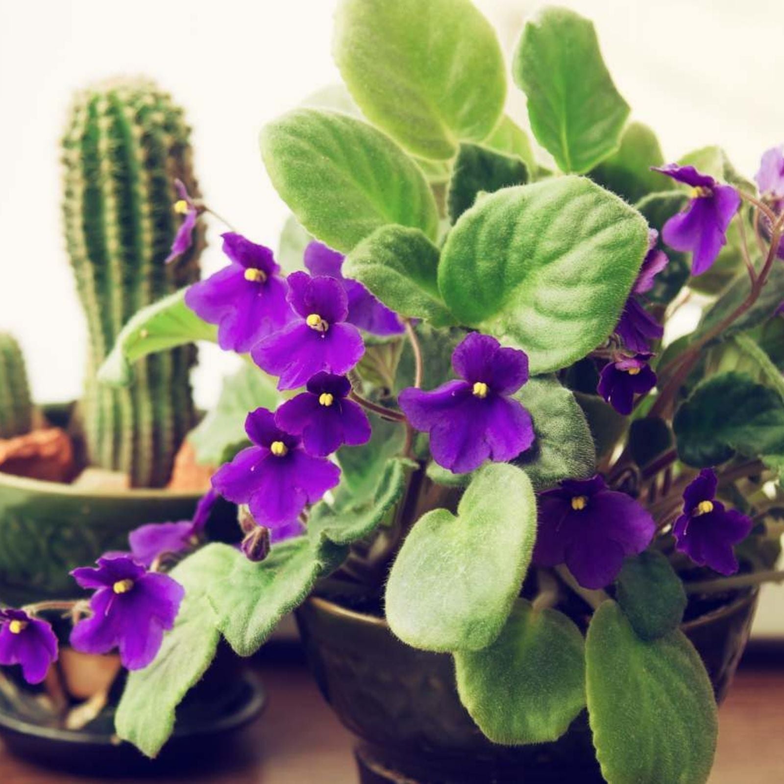 Fresh Cut Leaf for Propagation - African Violet AV-Soap Bubbles/AV-Mylnye Puzyri - Gardening and Plant Care