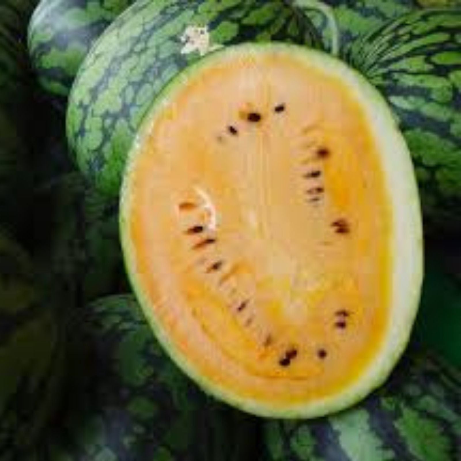Organic Sweet Siberian Watermelon Seeds - 10 Pack Heirloom Non-GMO USA Grown Watermelon Seeds