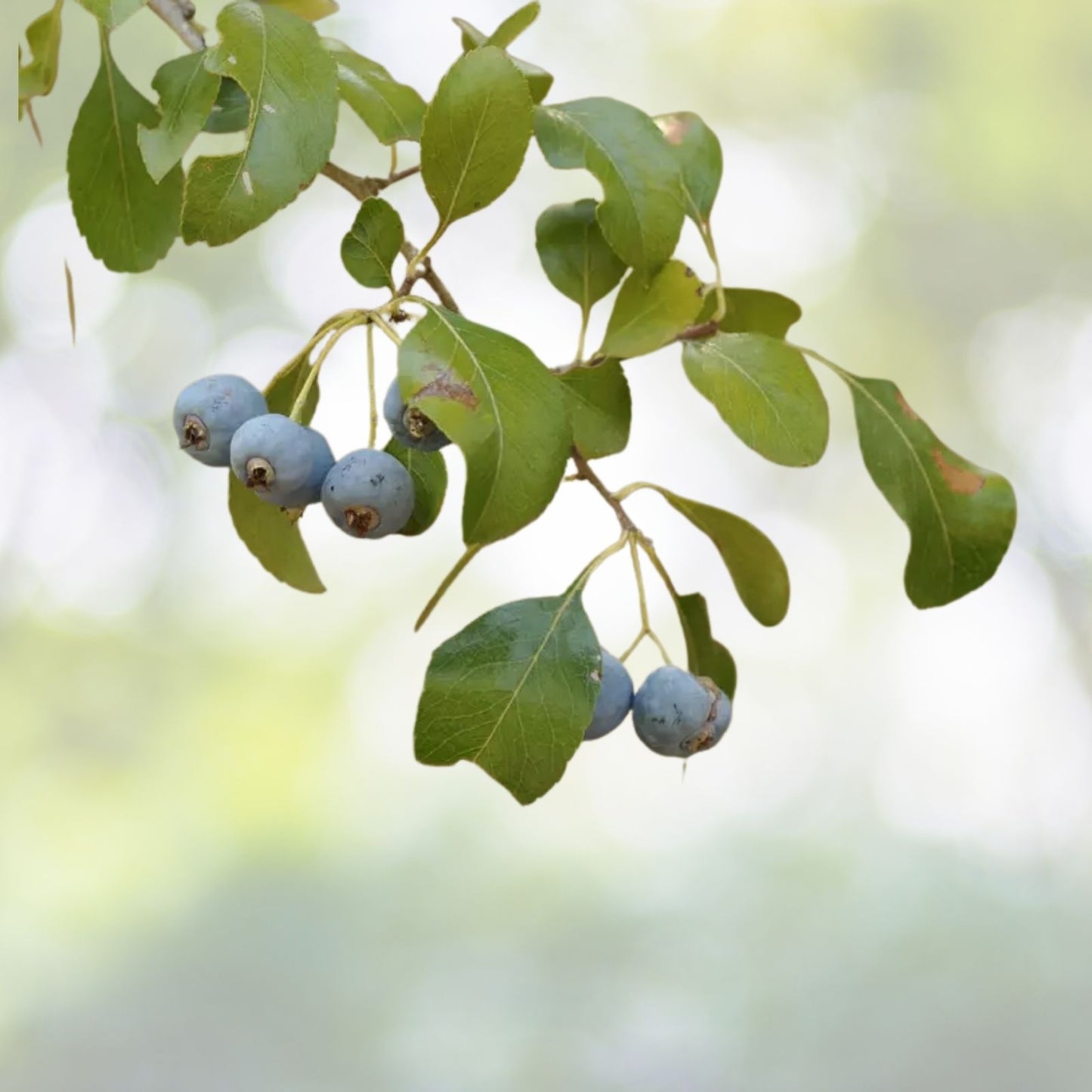 Blueberry Hawthorn Seeds - 10+ Seeds, Crataegus brachyacantha, Edible Fruit, Hardy Shrub, Free Shipping