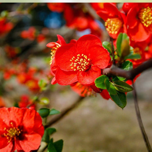 Flowering Quince Cuttings – 5 Double Scarlet Flower Branches – Chaenomeles speciosa – Ornamental Shrubs for Garden