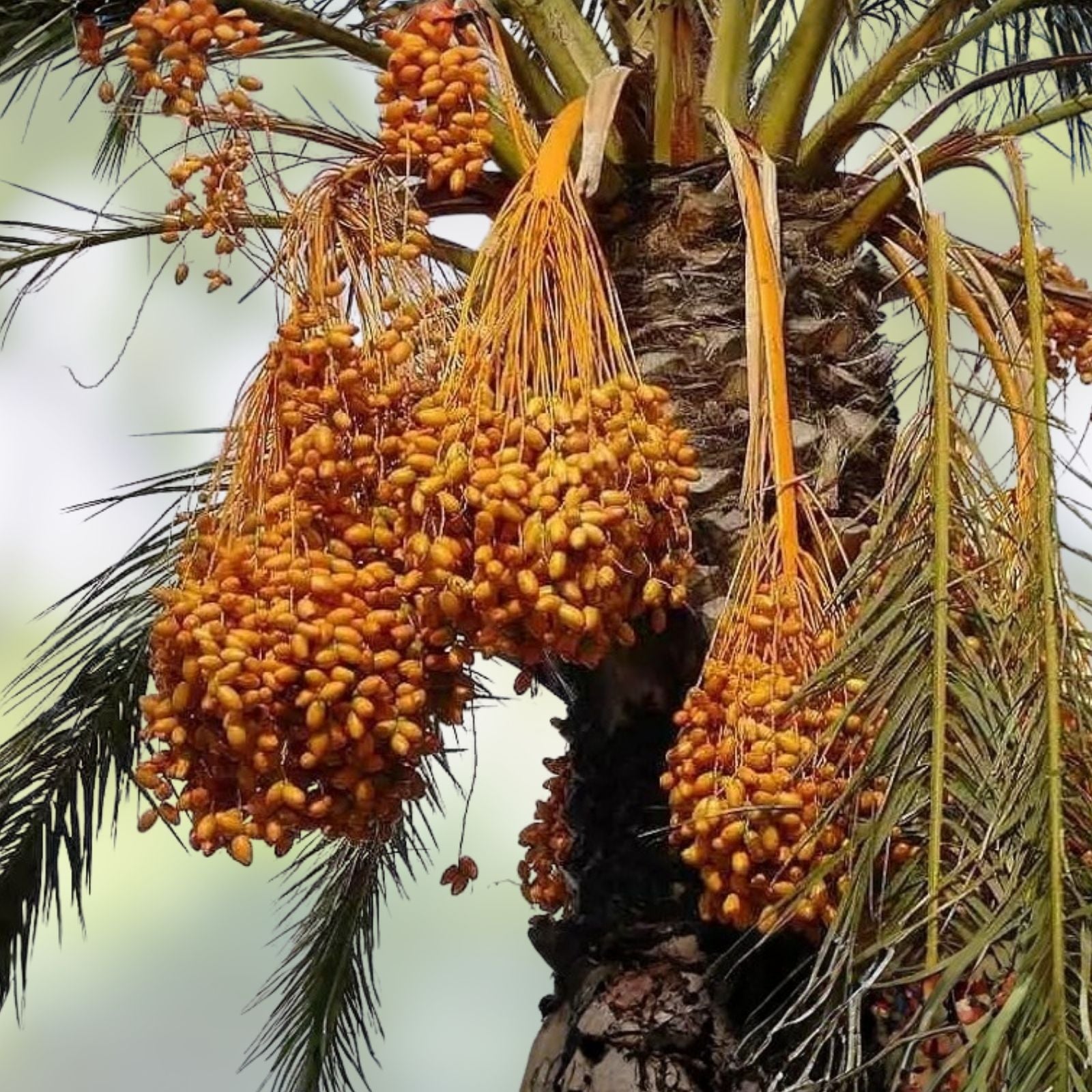 Medjool Date Palm Seedling - 1+ Year Old Phoenix Dactylifera Plant Sapling for Gardening and Landscaping