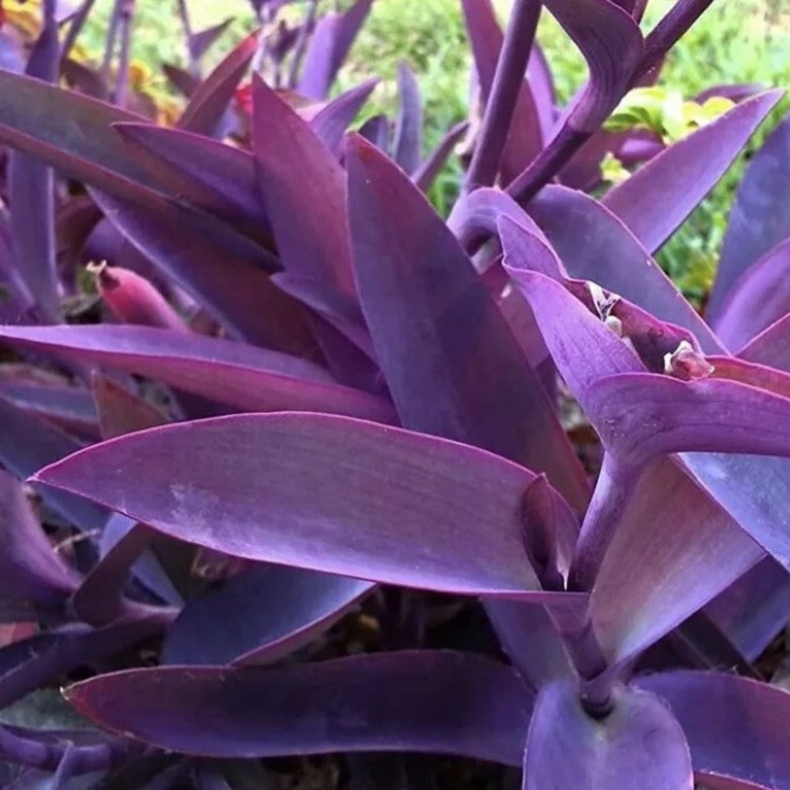 Purple Heart Wandering Jew Cuttings - 5 Pack, 6 Inches, Tradescantia pallida, Purple Foliage, Indoor Plant Cuttings