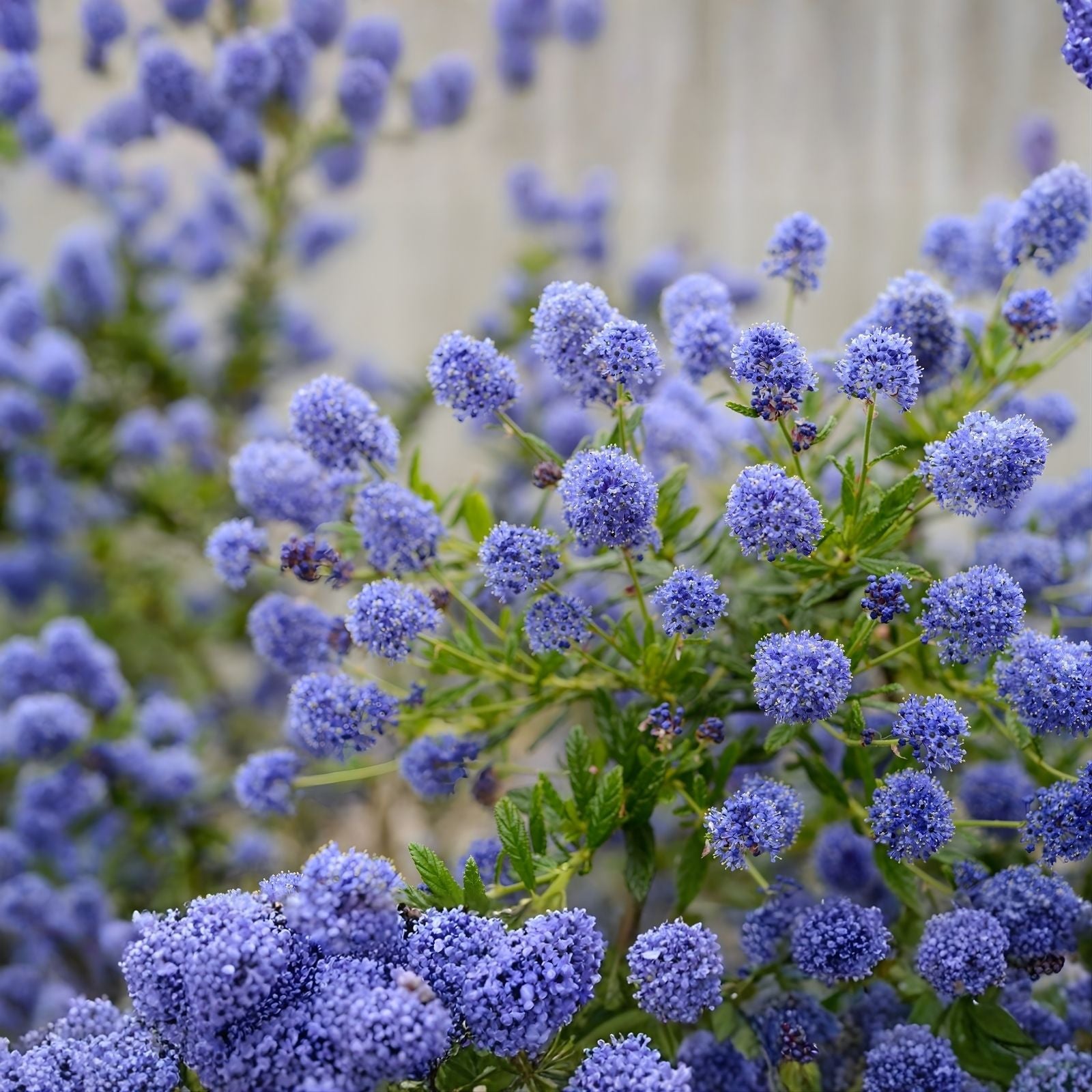 Ceanothus Live Plant Cuttings – 6" California Lilac Shrub – Unrooted Ceanothus spp. Garden Plant for Landscaping