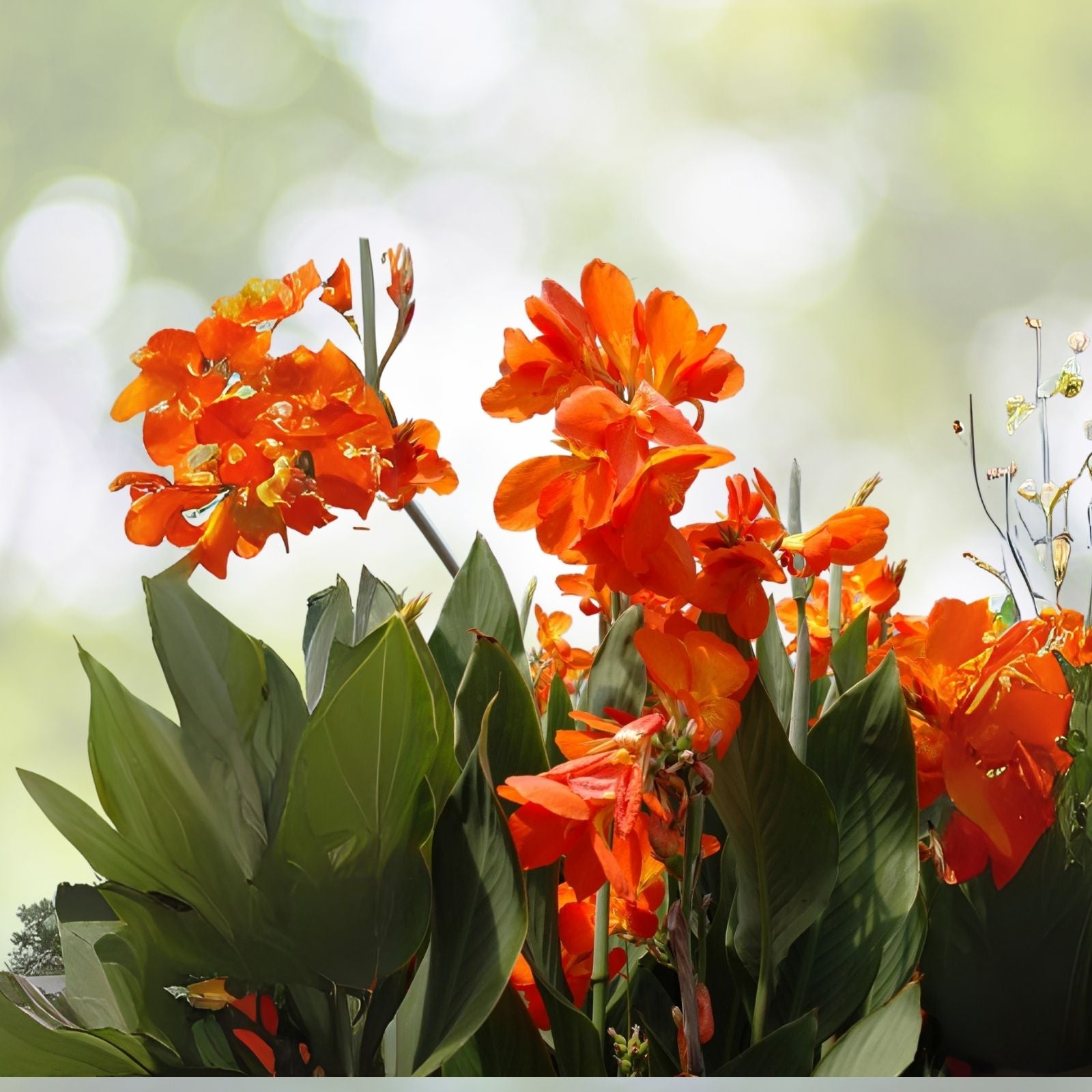 Canna Lily Bulbs Mixed - 4 Bulbs, 2 Each Color - Canna indica Varieties for Vibrant Garden Blooms