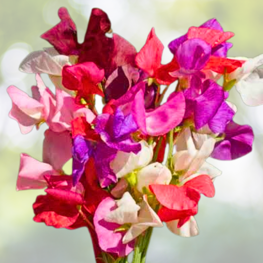 150 Seeds Landscaper's Pack Climbing Vine Mix Climbers 6 Species Mix Colorful