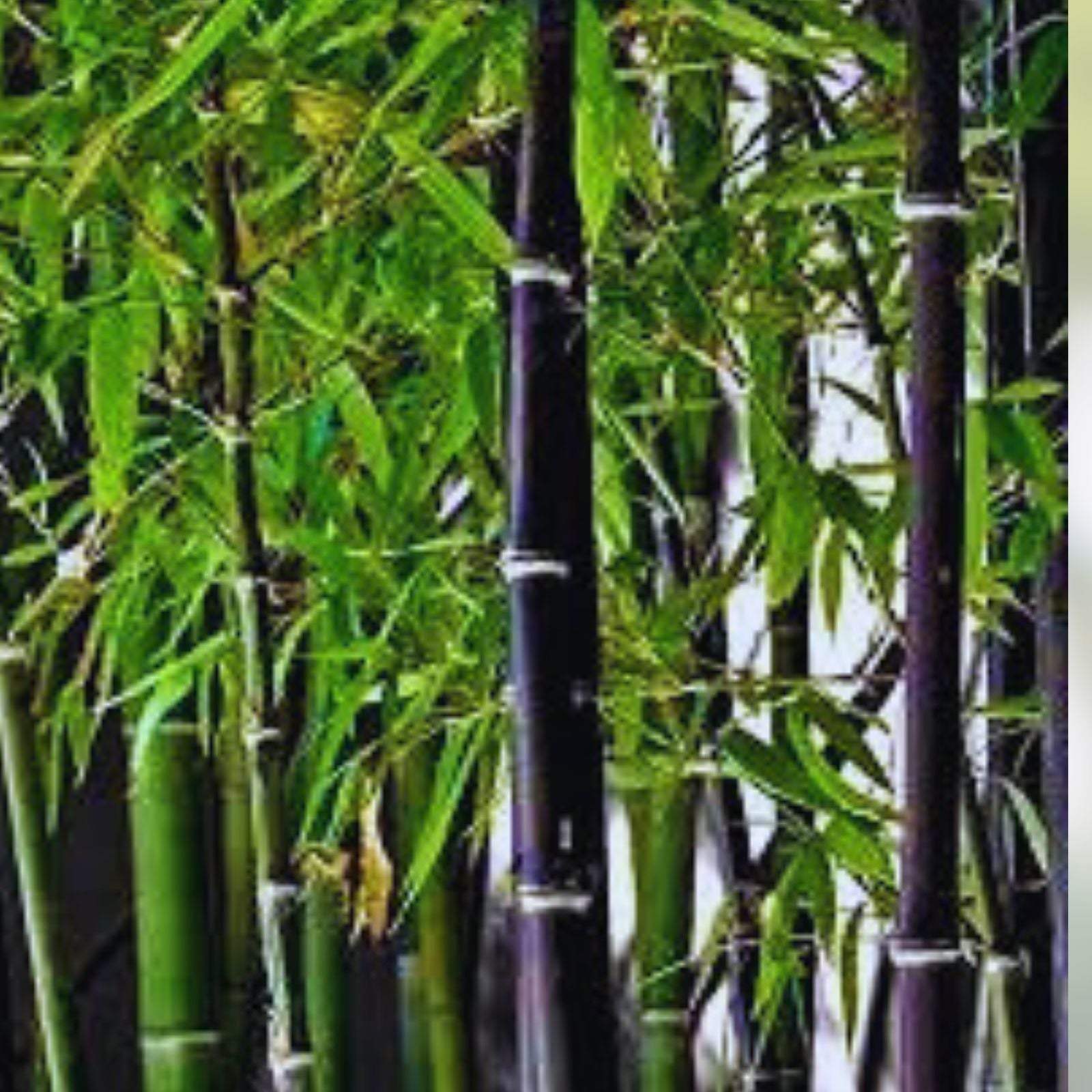 Black Bamboo Seeds - 150 Rare Planting Seeds - Phyllostachys nigra - Ornamental Bamboo Seeds for Gardening and Landscaping