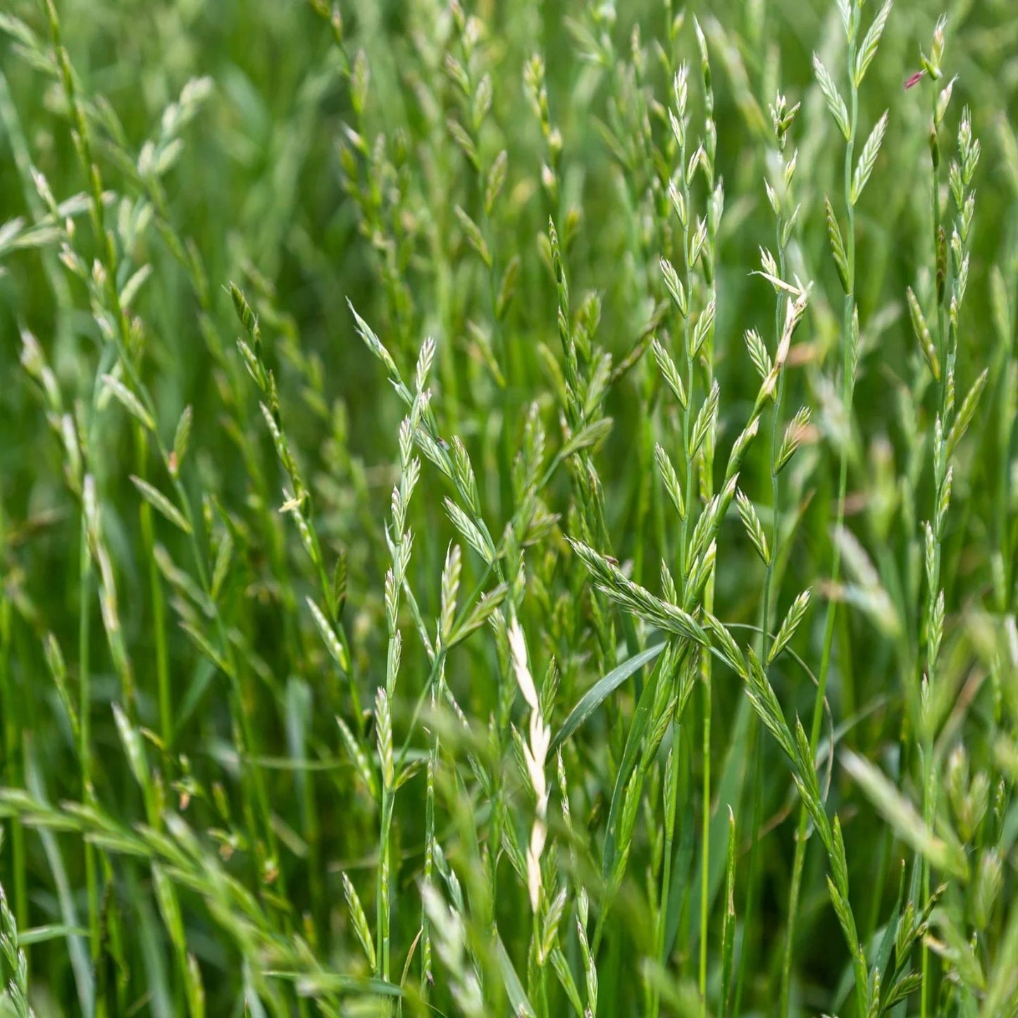 Perennial Ryegrass Seeds 1 lb Premium Quality Fast Germination Lolium perenne Grass Seed for Lawn and Turf