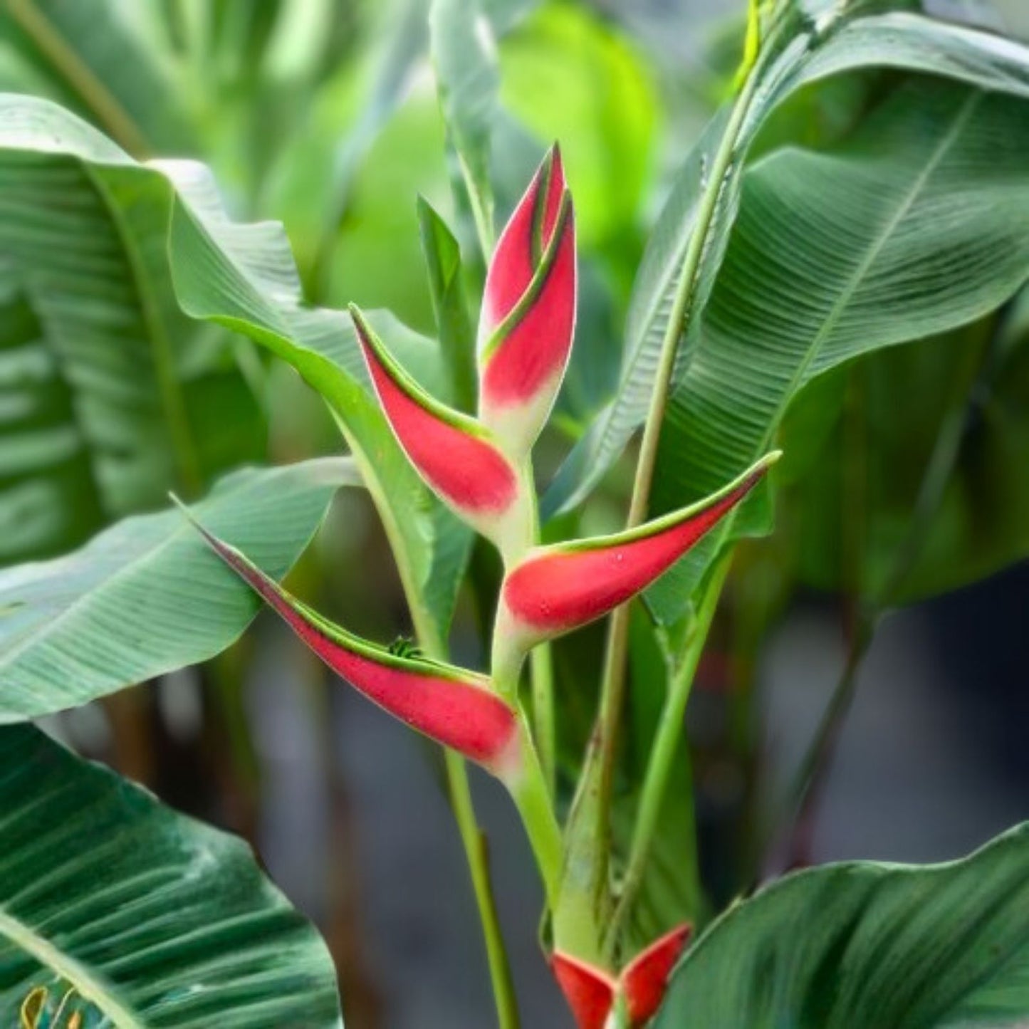 Heliconia Rhizomes - 2X Orange Multi Color - Easy Care Tropical Plant - Heliconia spp.