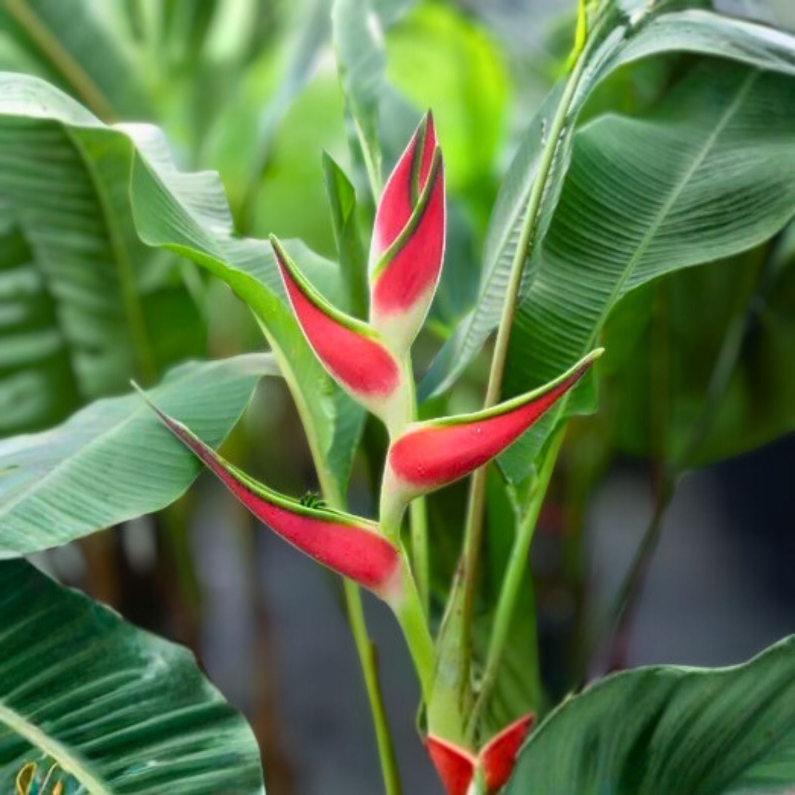 Heliconia Rhizomes - 2X Orange Multi Color - Easy Care Tropical Plant - Heliconia spp.