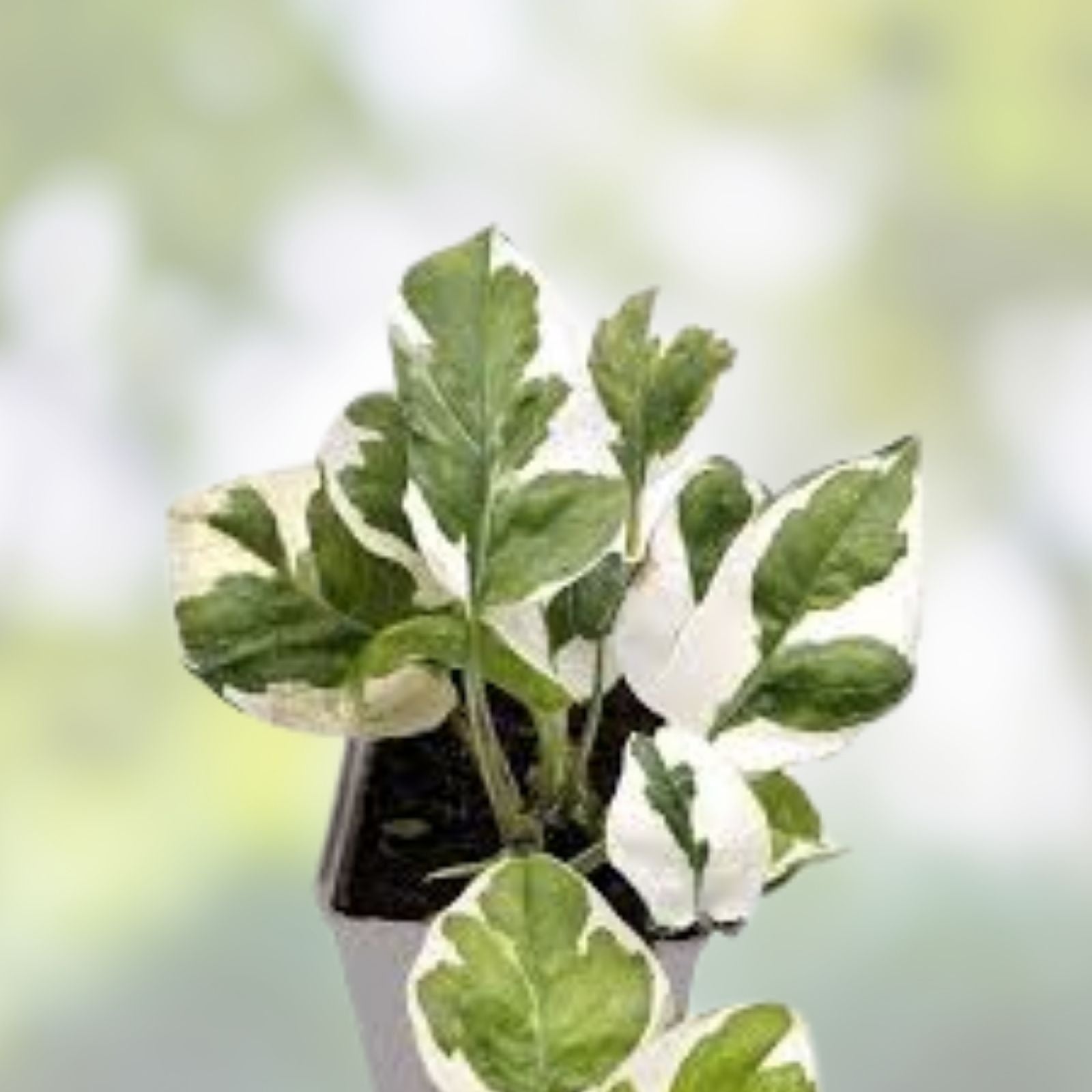 N Joy Pothos Cuttings 4-6 Inches - Epipremnum aureum Indoor Plant Propagation Supplies