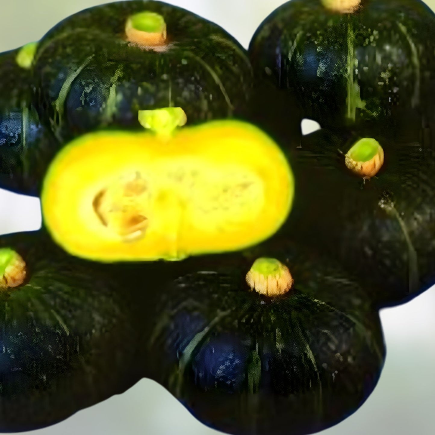 Black Kurinishiki Squash Seeds - 10 Rare Edible Seeds for Planting - Cucurbita maxima