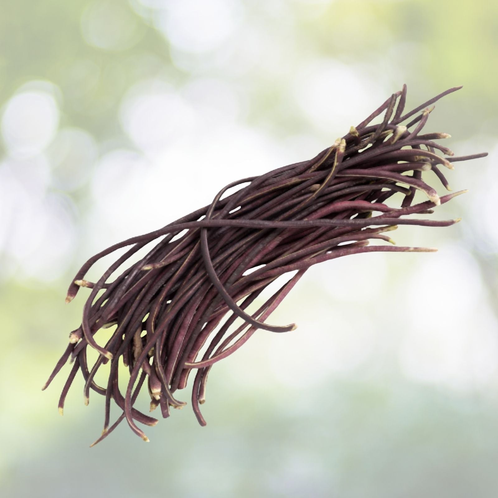 Purple-Red Yard Long Bean Seeds - 15+ Asian Chinese Noodle Bean - Vigna unguiculata