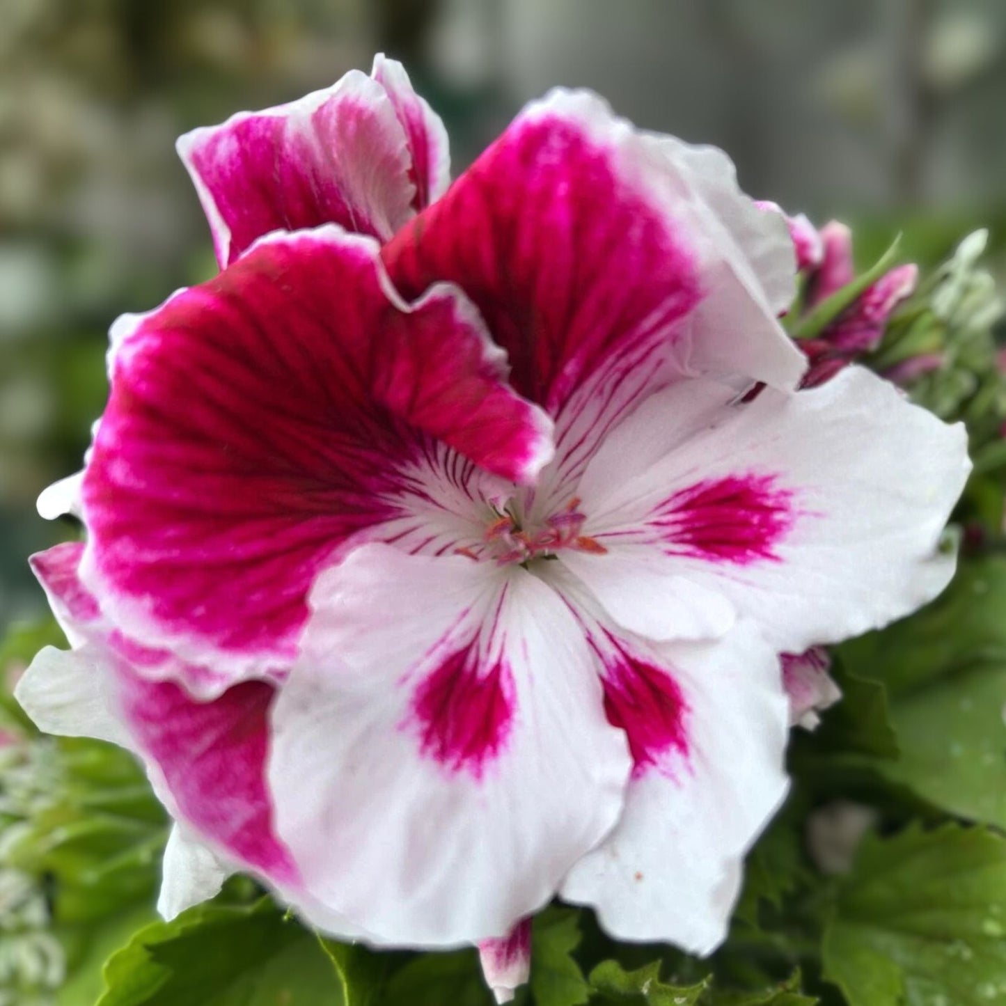 Live Geranium Plant 6" White and Purple Combination Pelargonium