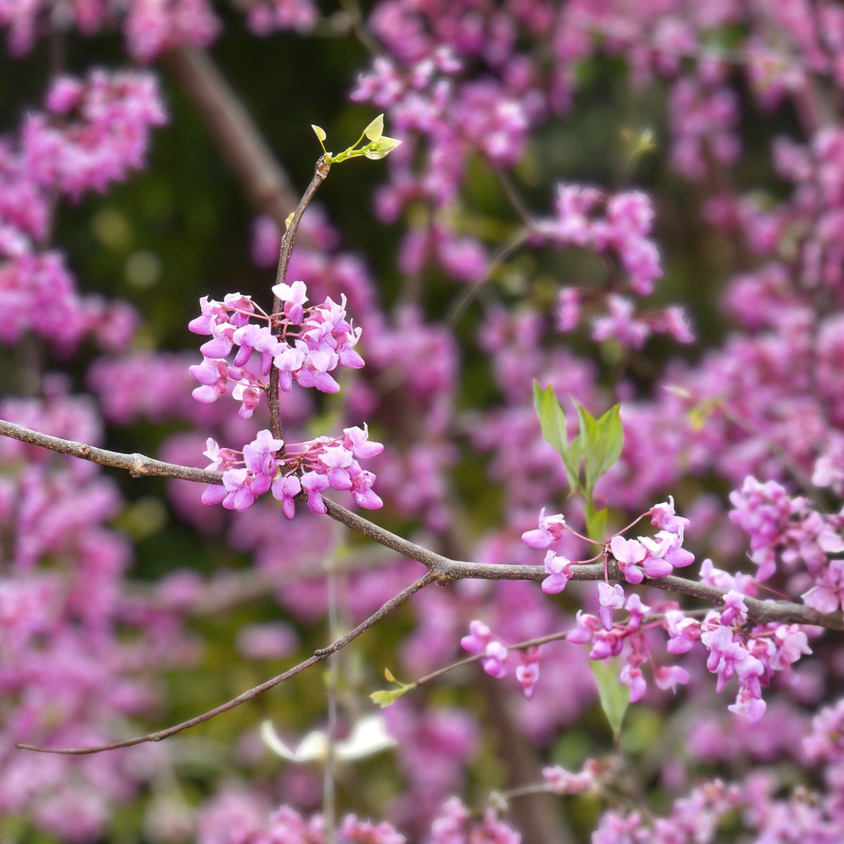 Eastern Redbud Tree 14-18in Bare Root Cercis canadensis Live Plant Dormant with Buds Pea Family Garden Tree
