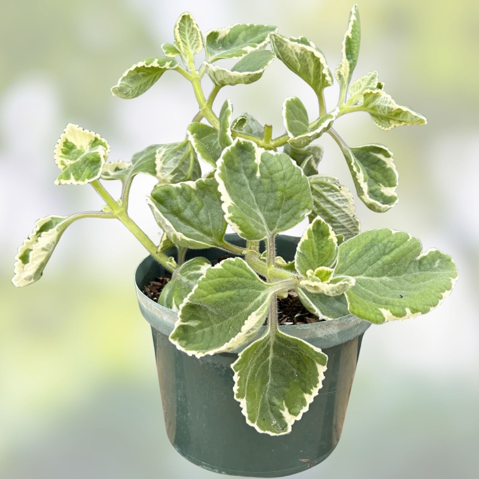 Variegated Cuban Oregano Cutting - Fresh Unrooted Herb - Plectranthus amboinicus - Culinary Herb, Fragrant, Indoor Plant