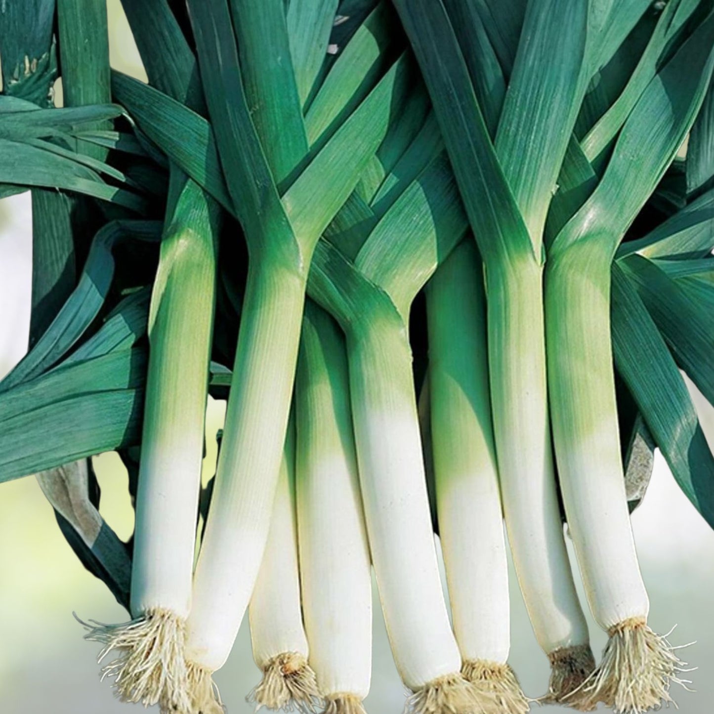 Heirloom Leek Seeds 25+ American Flag Variety Crisp Sweet Flavor Allium ampeloprasum