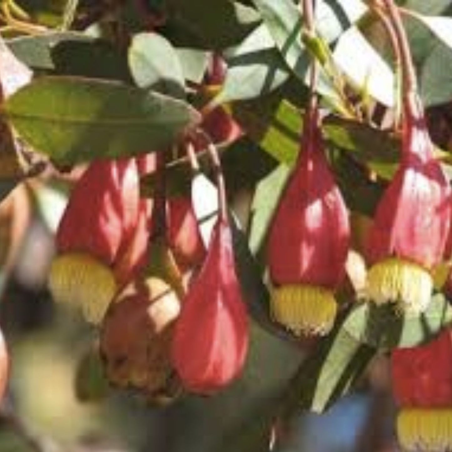 Fuchsia Gum Tree Seeds 30 Pack - Eucalyptus forrestiana Drought-Tolerant Fast-Growing Tree for Planting