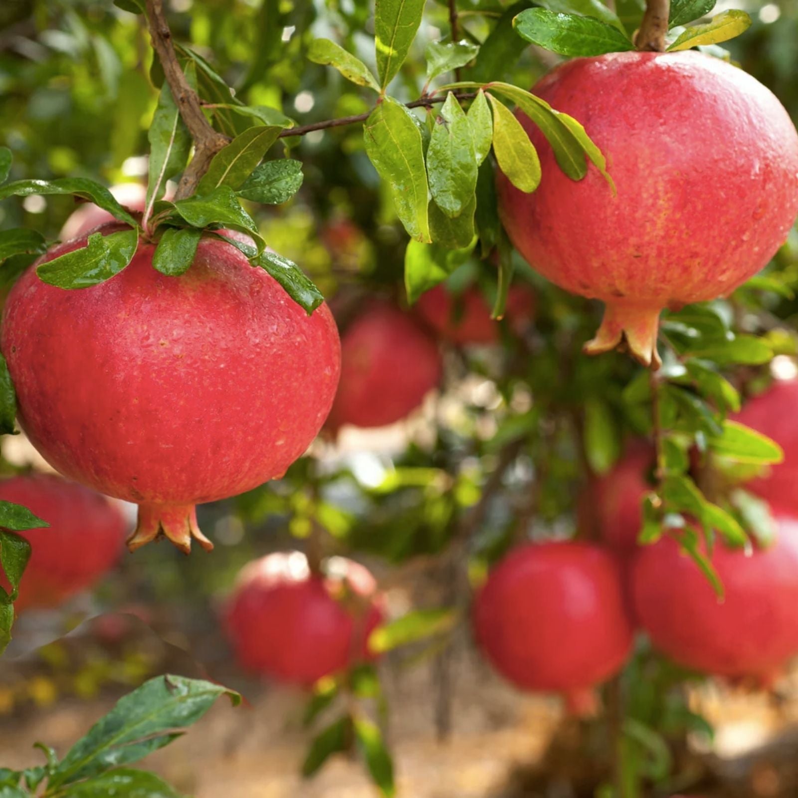 Pomegranate Cuttings 100 Pieces Wonderful Variety Punica granatum Fruit Tree Propagation Free US Shipping