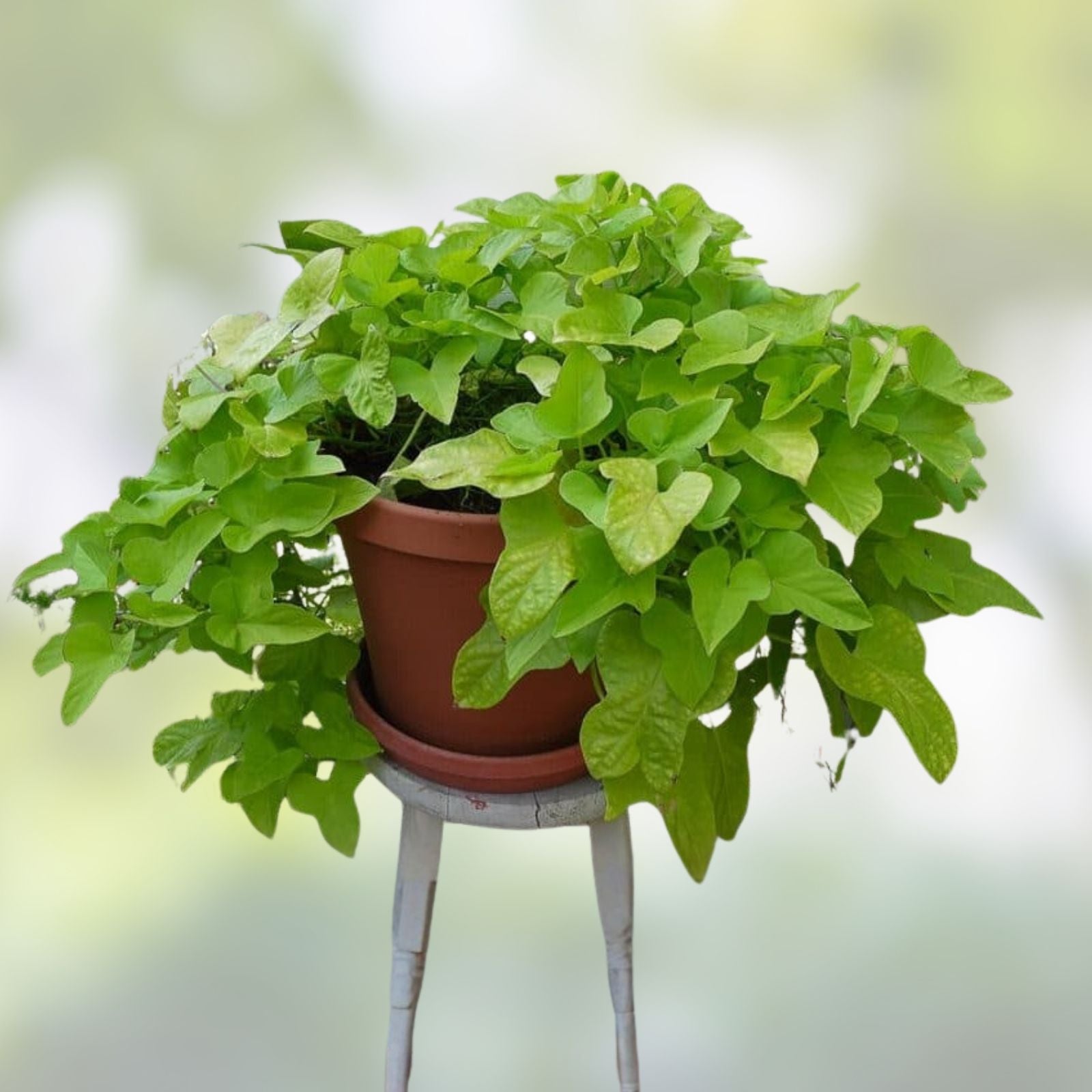 Sweet Potato Slips 10 Rooted Vines Fresh Cutting Ipomoea batatas Organic Gardening Plant