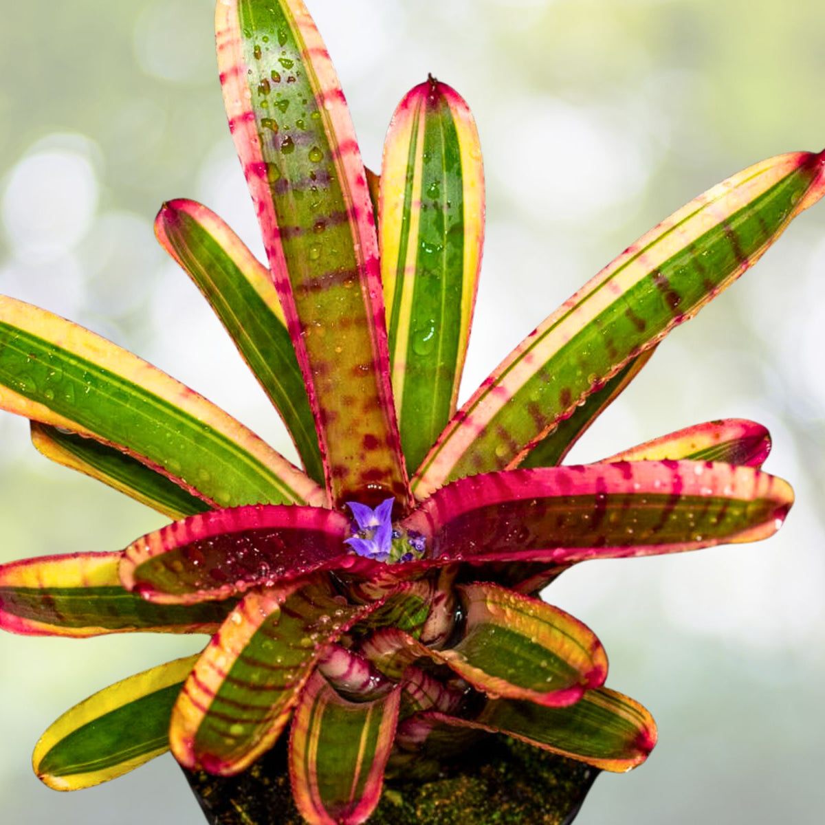 Neoregelia Blushing Zebra Plant 4" Pot | Tropical Bromeliad | Neoregelia 'Blushing Zebra' | Indoor Houseplant
