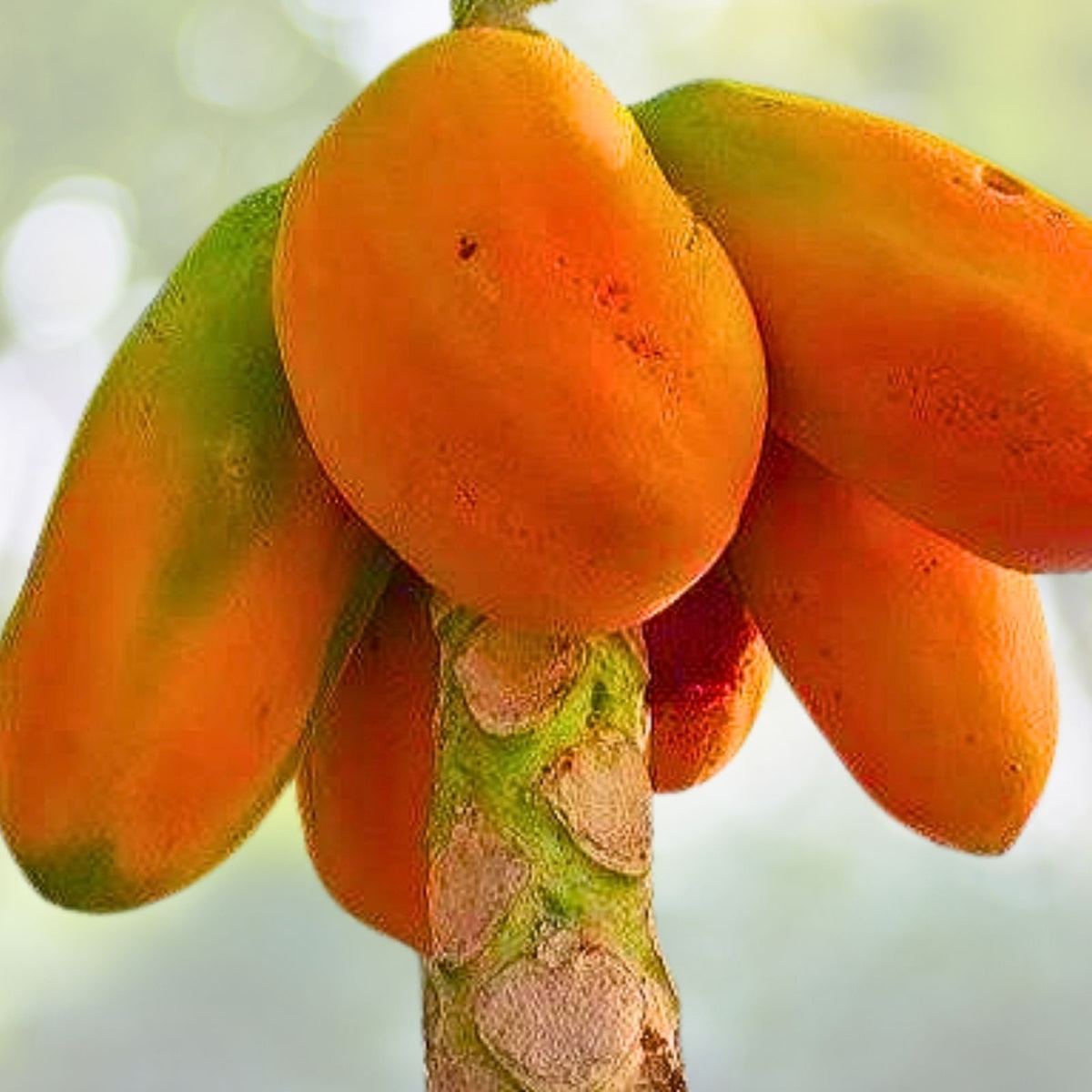Live Red Lady Papaya Plant - 1 Gallon Pot - Tropical Fruit Tree - Carica papaya - Perfect for Gardens & Patios