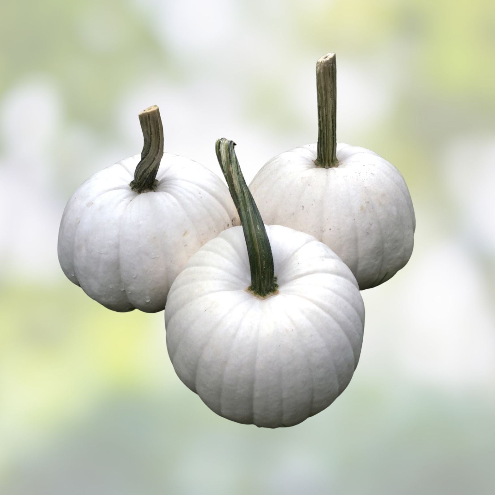 Blanco White Pumpkin Seeds 10 Pack | Great White Jack-O-Lanterns | Cucurbita pepo | Edible & Decorative Pumpkin Seeds