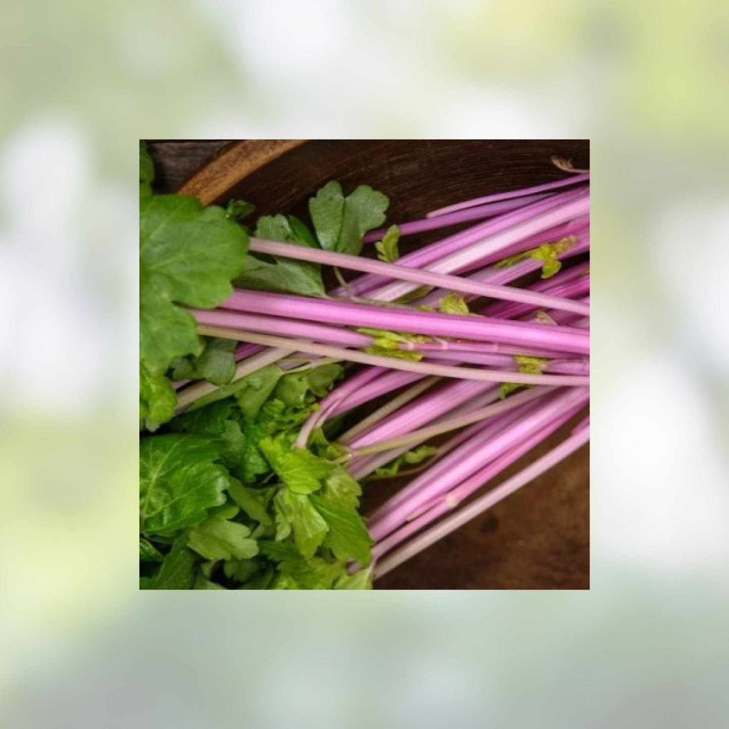Heirloom Pink Celery Seeds 50 Pack Chinese Variety Non-GMO Organic Apium graveolens for Gardening