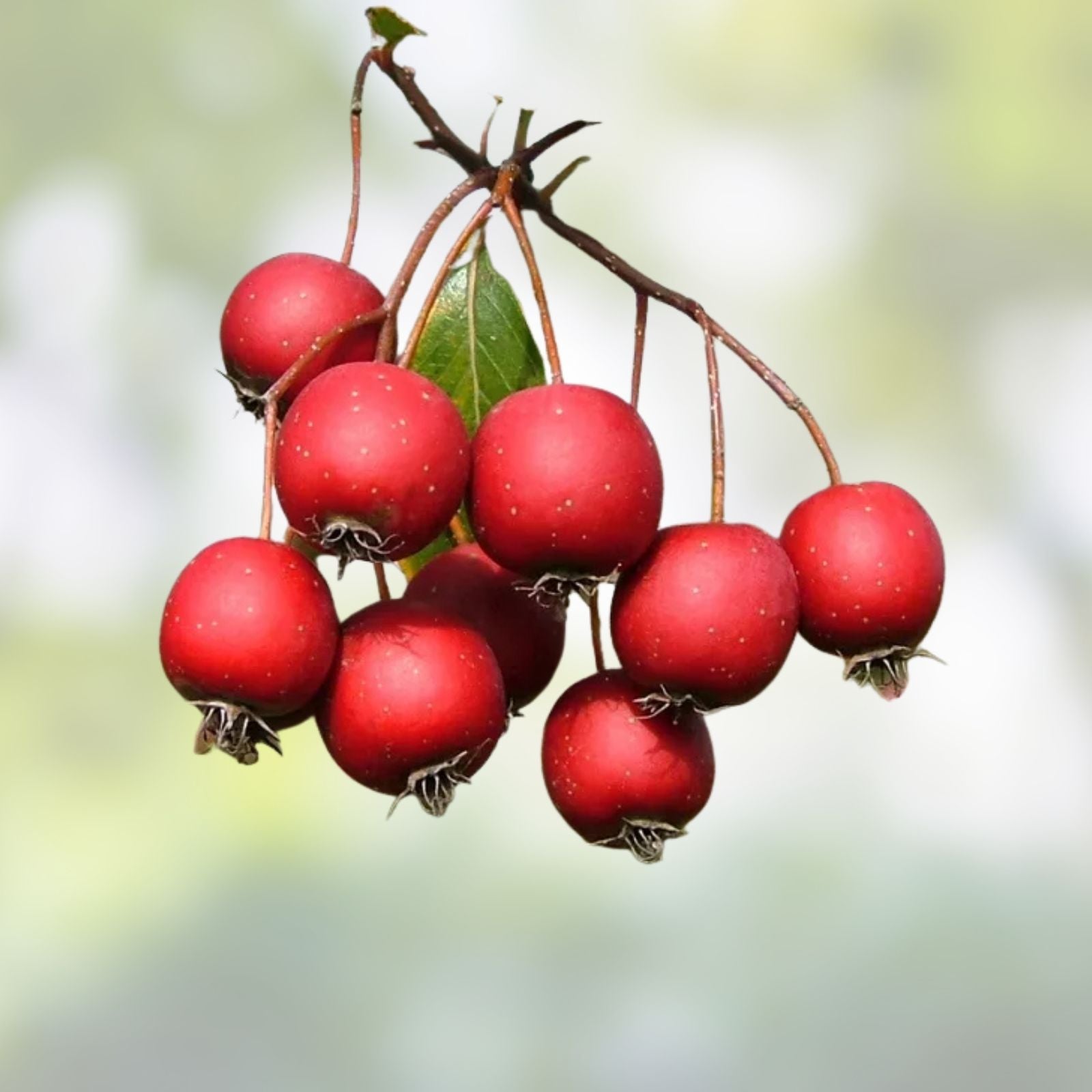Washington Hawthorn Tree Live Plant Set of 2, Bare Root, Crataegus phaenopyrum, Hardy Zones 5-9