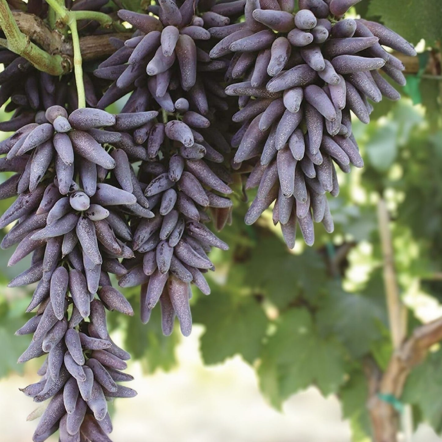 Ladyfinger Seedless Grape Vine Cuttings - 5 Unrooted for Rooting or Grafting - Vitis vinifera