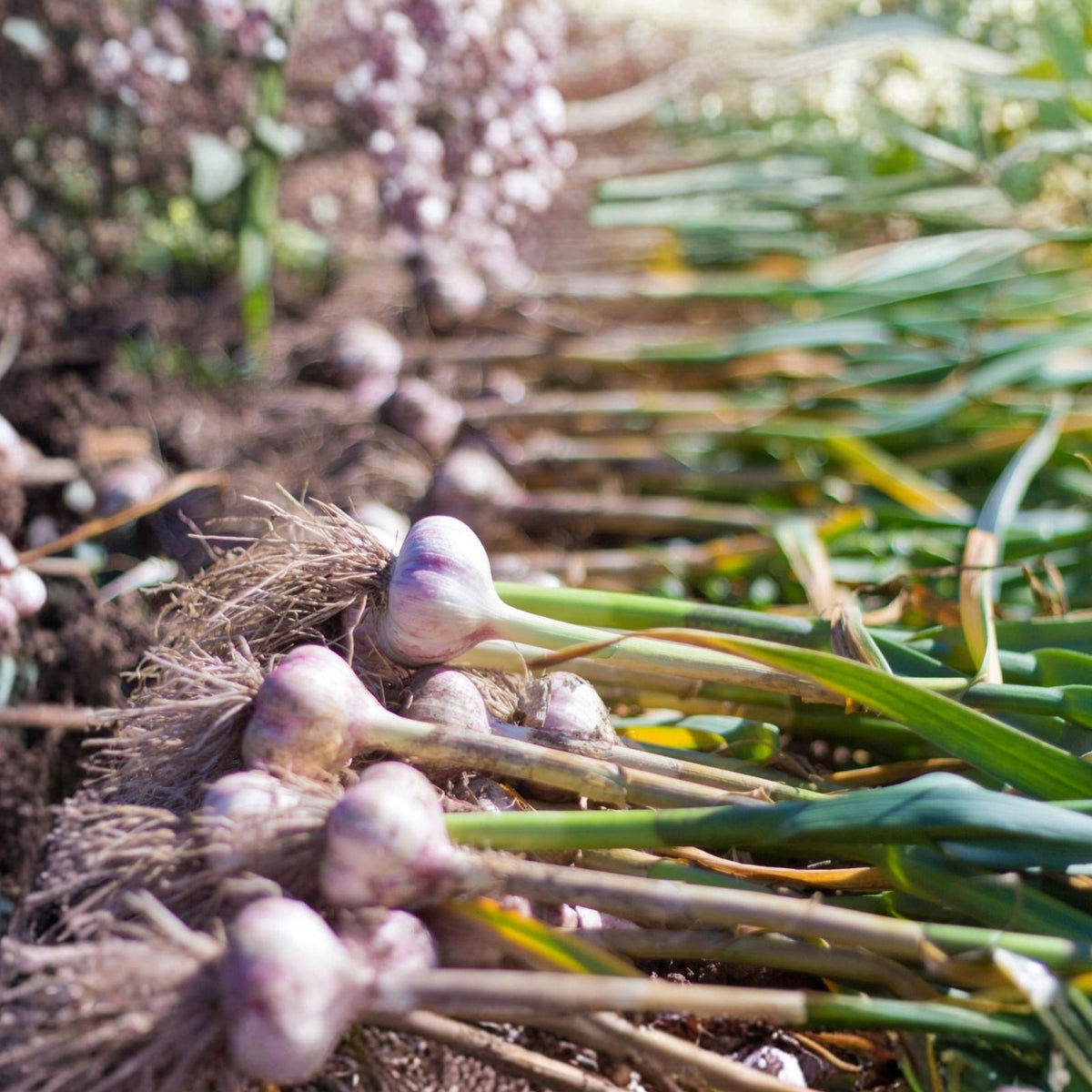 Spanish White Onion Seeds - Heirloom Variety for Cooking - Sweet Flavor - Allium cepa - 25+ Seeds
