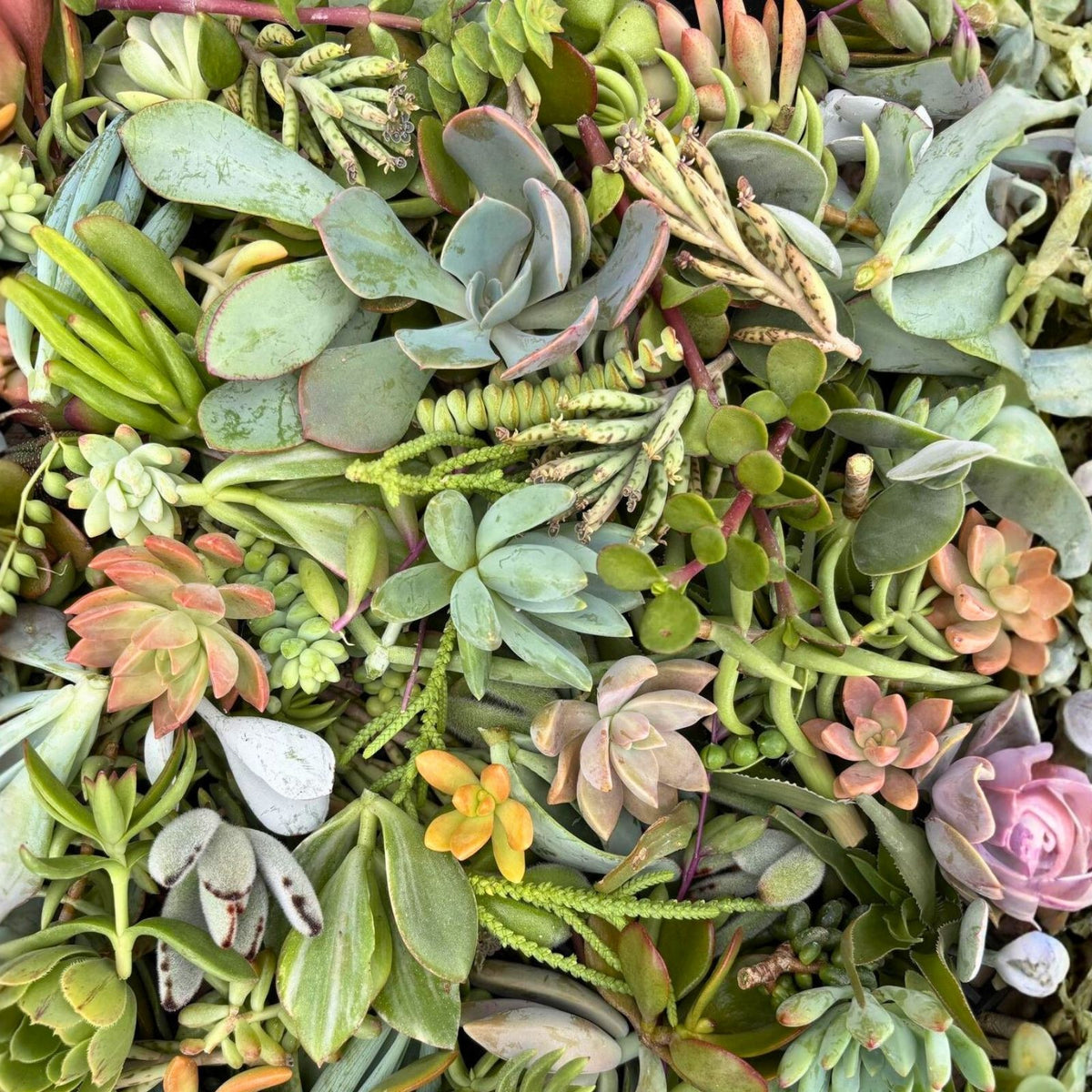 Assorted Succulent Cuttings 20 Pieces, 18 Varieties, Perfect for Planting and Arranging, Home Decor, Live Succulent Plants