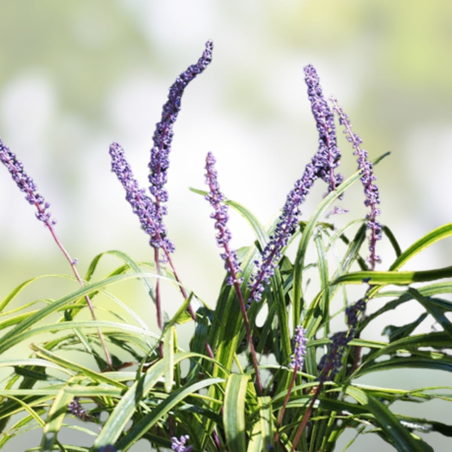 Purple Love Grass Seeds 500 Count - Ornamental Flowering Grass Eragrostis spectabilis - USA Grown