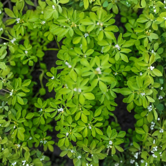 Fenugreek Herb Seeds, Organic Non-GMO, Heirloom Variety, 20+ Seeds, Cooking Essential, Trigonella foenum-graecum