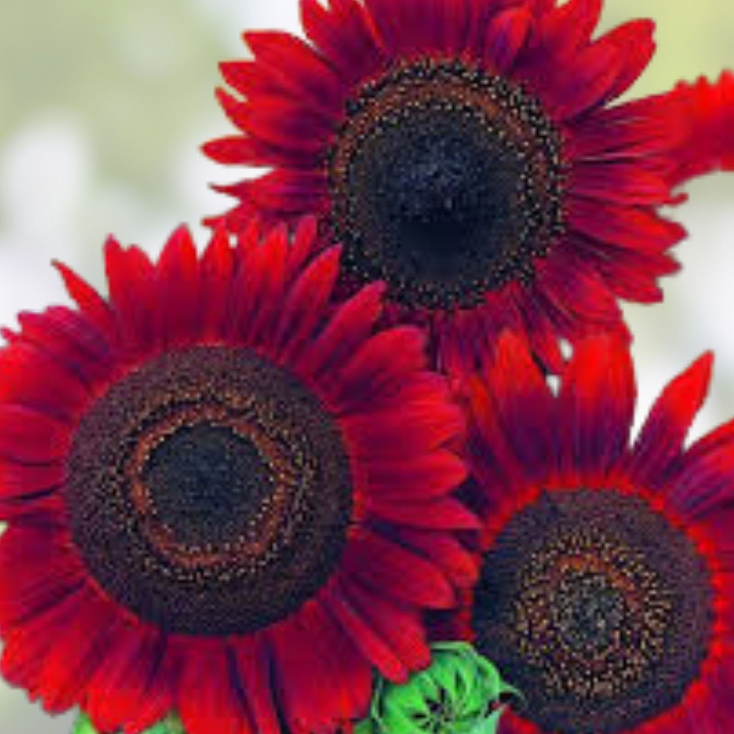 Red Sun Sunflower Seeds 50 Count Organic Non-GMO Helianthus annuus USA Grown for Planting