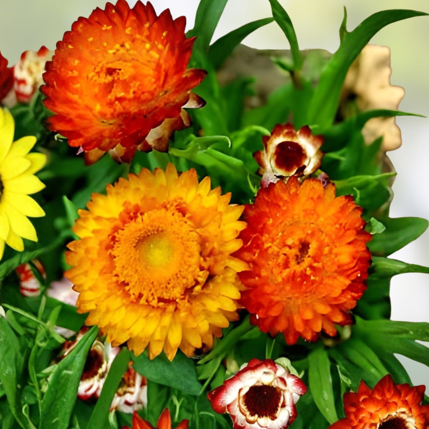 Golden Yellow Strawflower Seeds 100 Pack - Helichrysum bracteatum Drought Tolerant Annual Flower Seeds for Planting