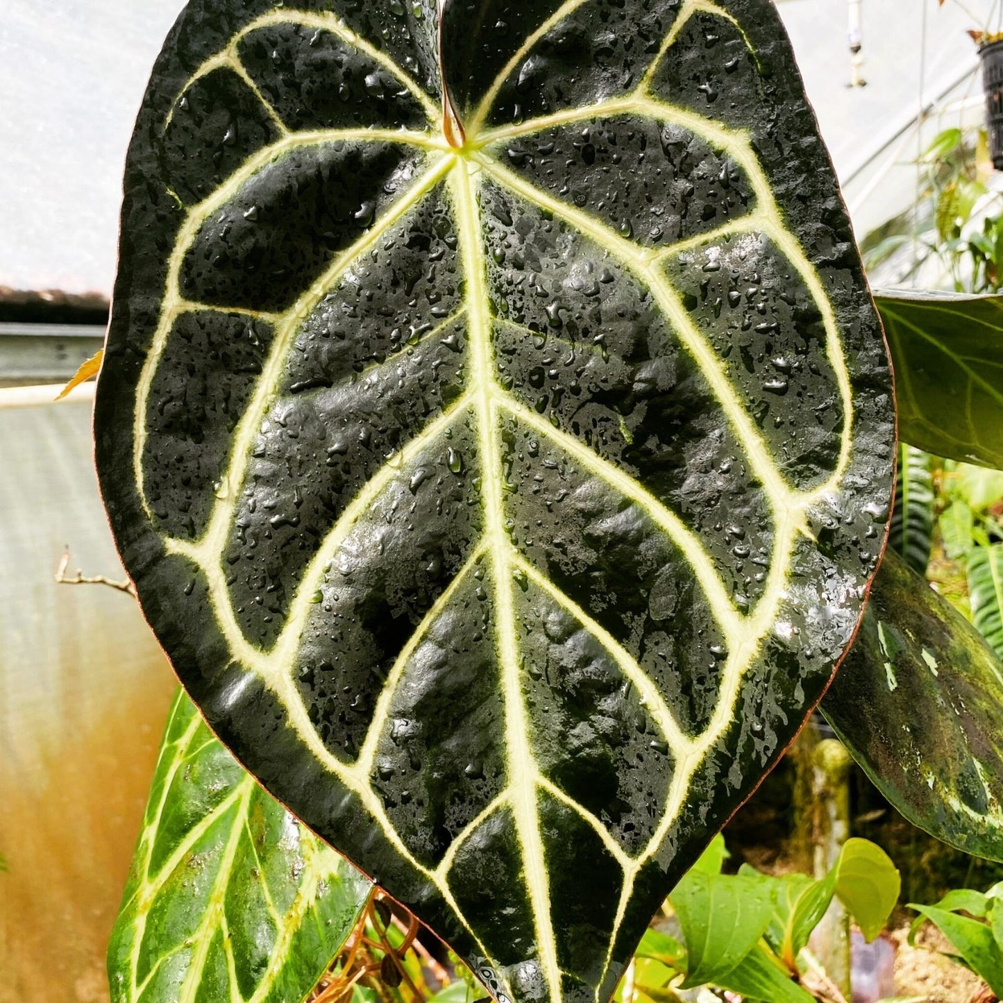 Anthurium Carlablackiae Leaf Cutting - Rare Aroid Tropical Houseplant, Unique Foliage, Indoor Plant Decor