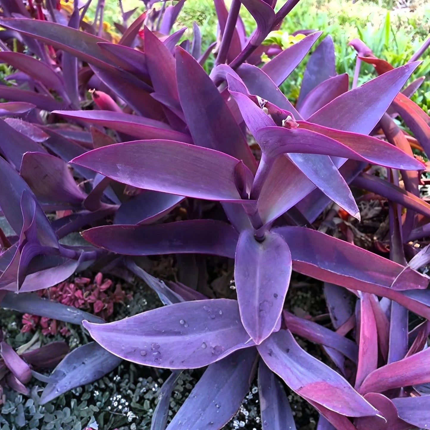 Tradescantia Cuttings 10pc Purple Heart Wandering Jew Houseplant - Tradescantia pallida, Purple Foliage, Indoor Plant