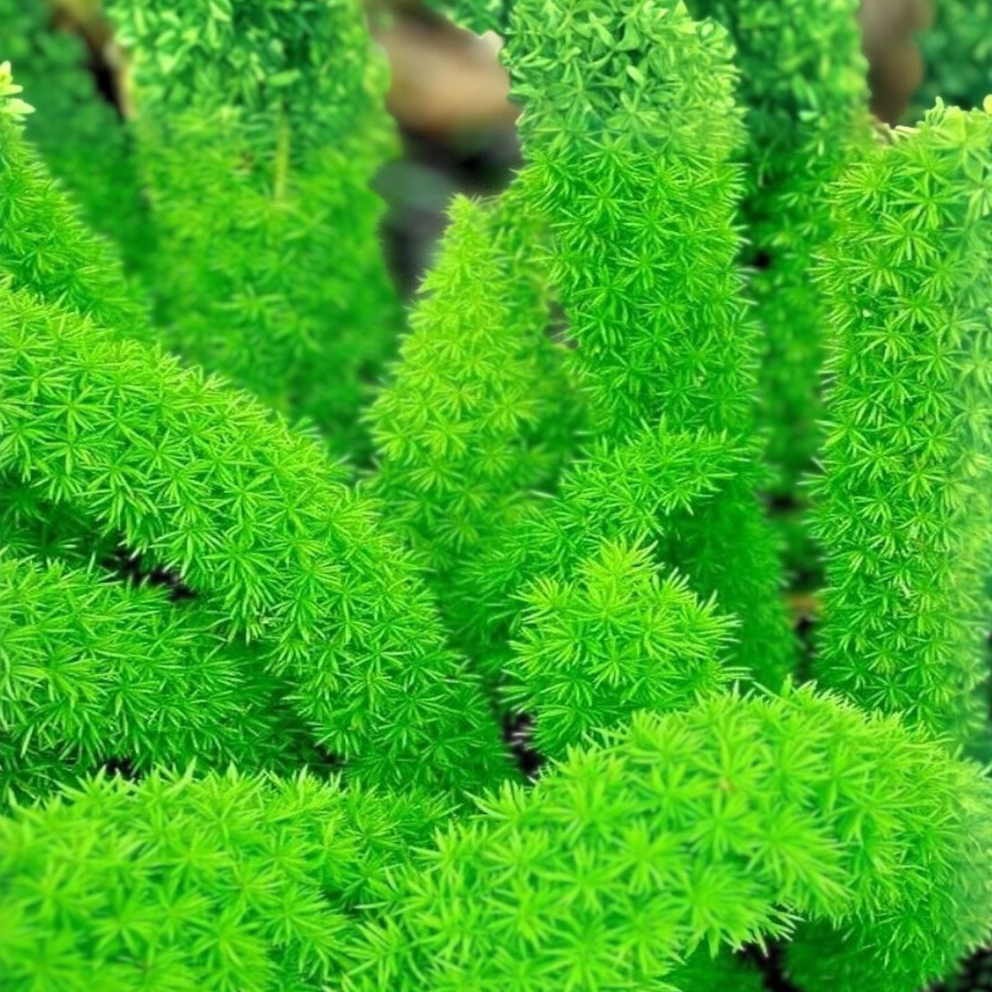 Emerald Fern Seeds for Planting - 6 Seeds, Foxtail Fern, Asparagus sprengeri, Tropical Indoor Plant