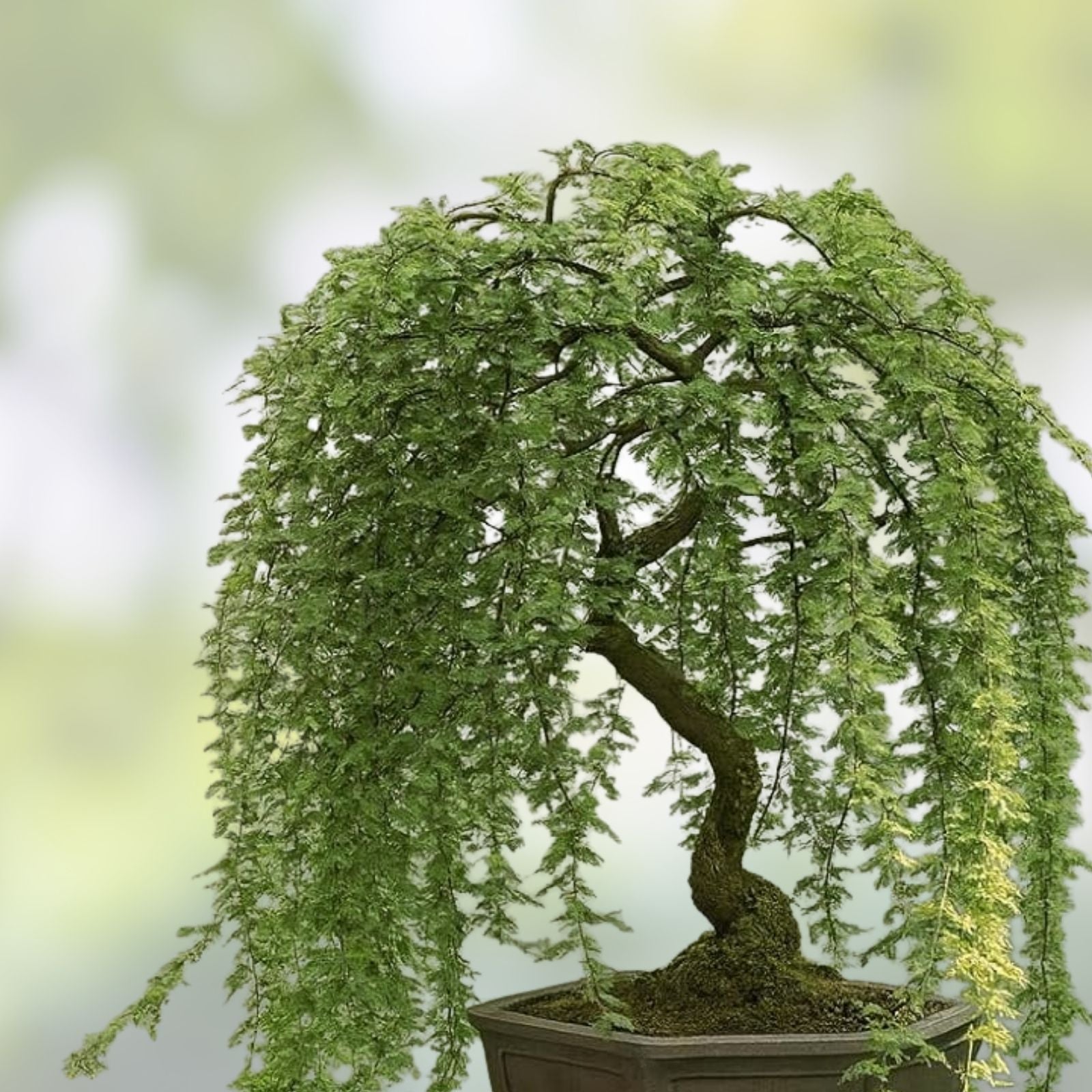 Long Leaf Weeping Willow Bonsai Cutting - Salix babylonica Indoor Outdoor Tree for Growing and Landscaping
