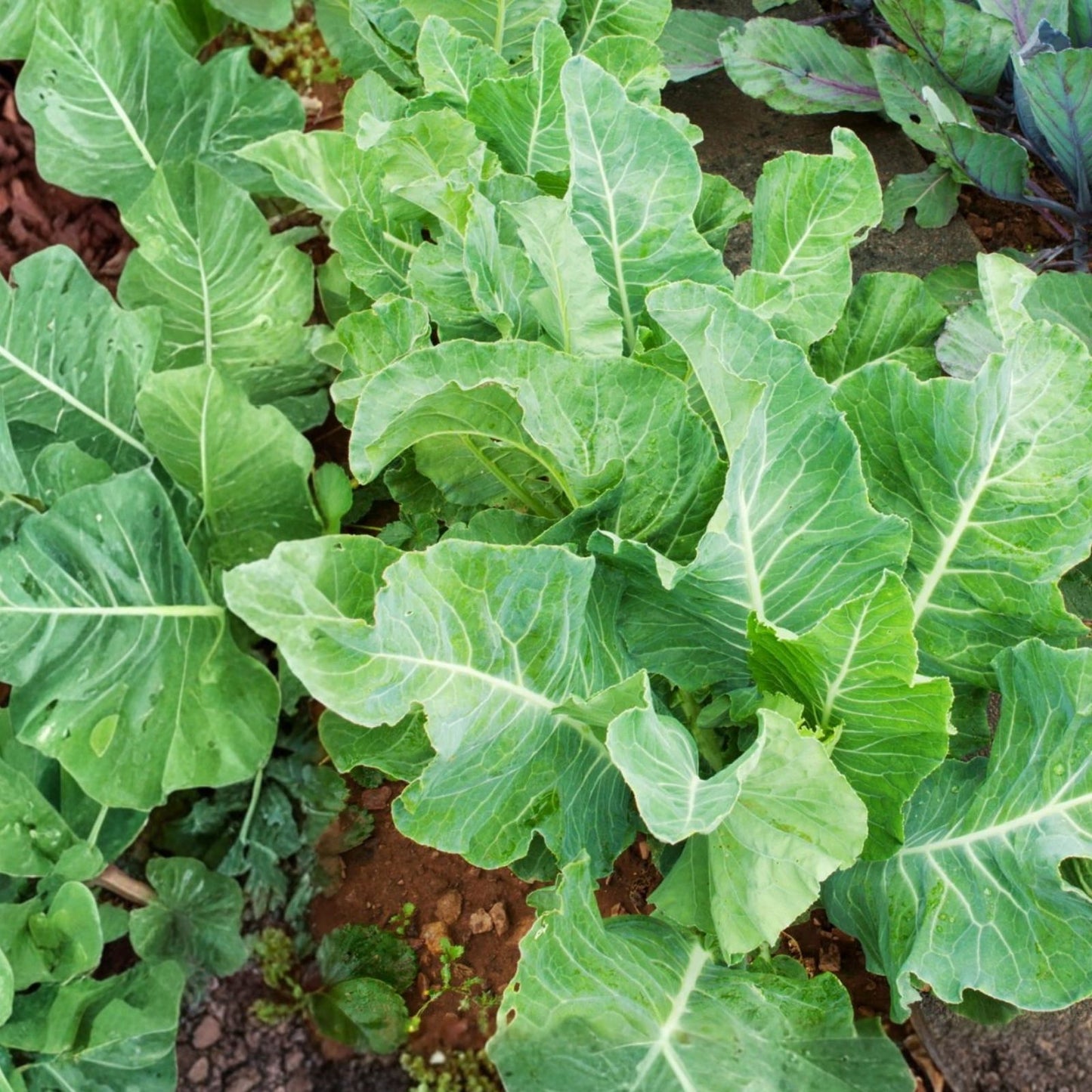 Heirloom Pea Seeds 100+ Thomas Laxton Variety Non-GMO for Home Gardening Pisum sativum