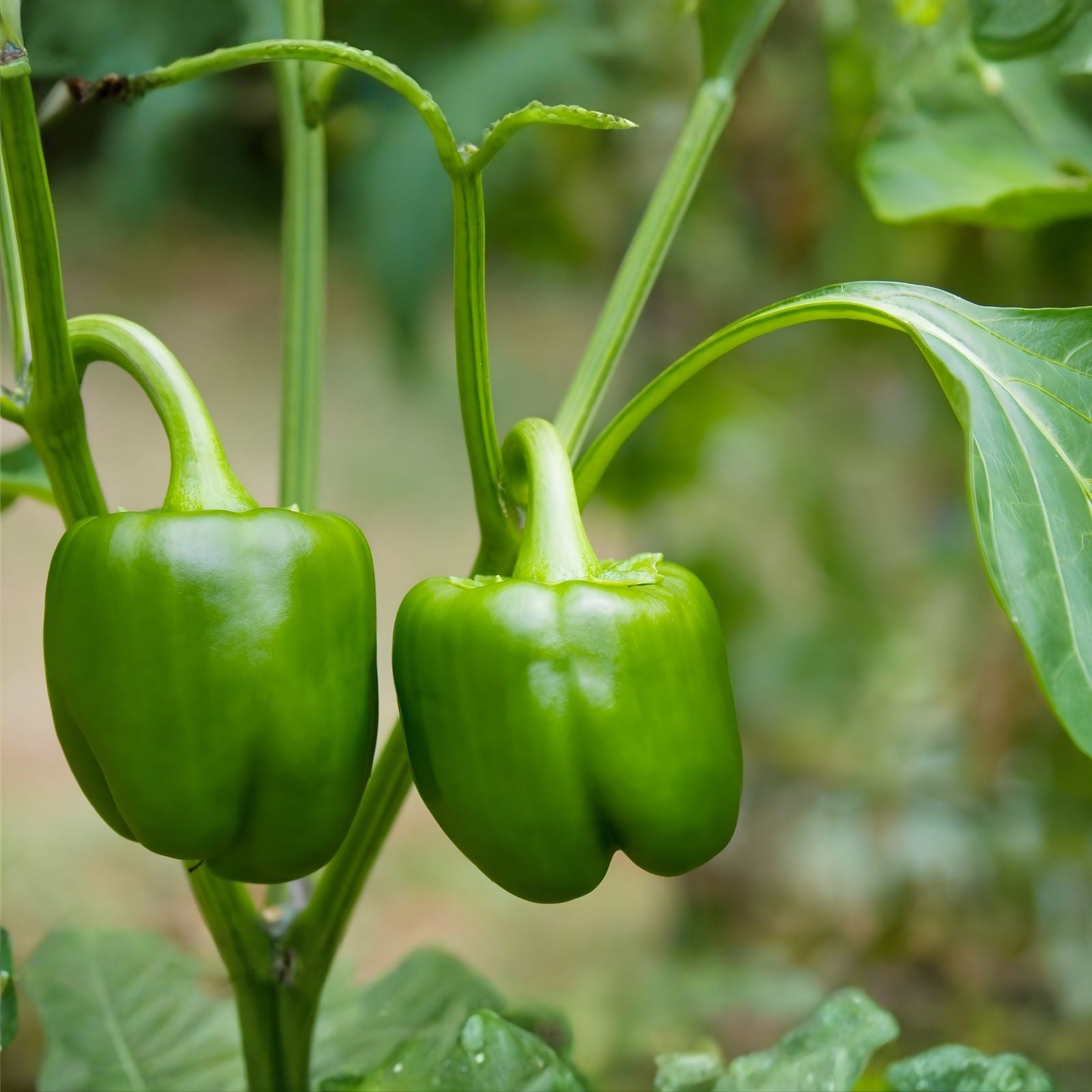 Sweet Pepper Seeds - 50+ Count Emerald Giant Capsicum annuum Non-GMO Heirloom Variety for Home Gardening