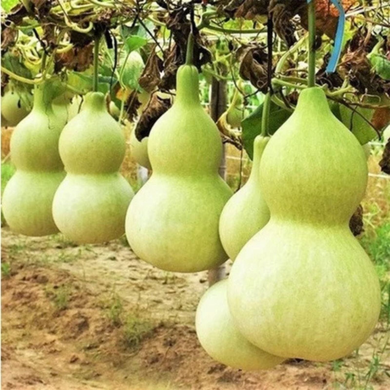 Gourd Seeds 10 Bushel Size Giant Round Gourds Lagenaria siceraria for Planting, Ornamental and Decorative Use