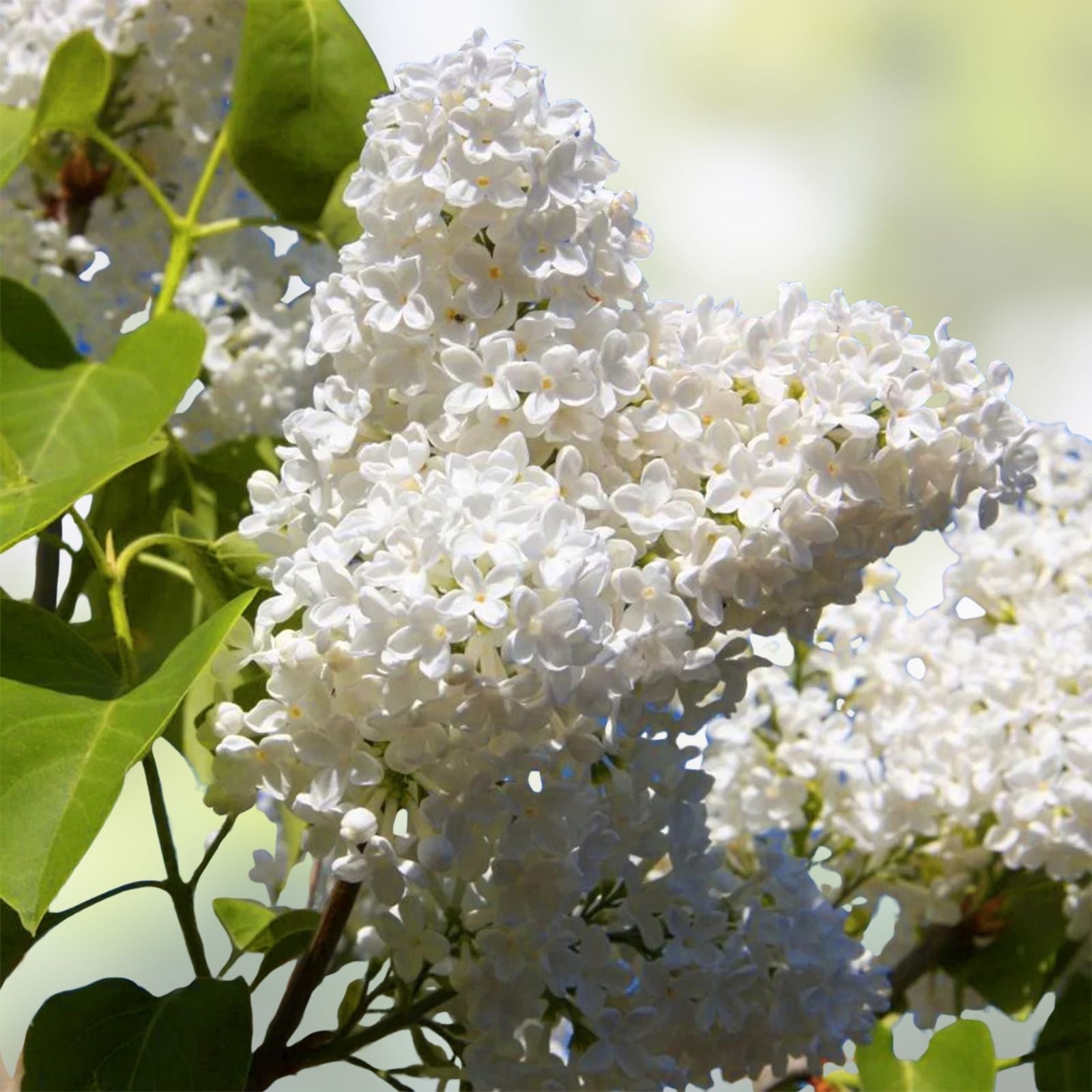 Early White Lilac Seeds – 50+ Seeds for Bonsai Syringa vulgaris, Fragrant, Hardy, Ornamental Flowering Plant