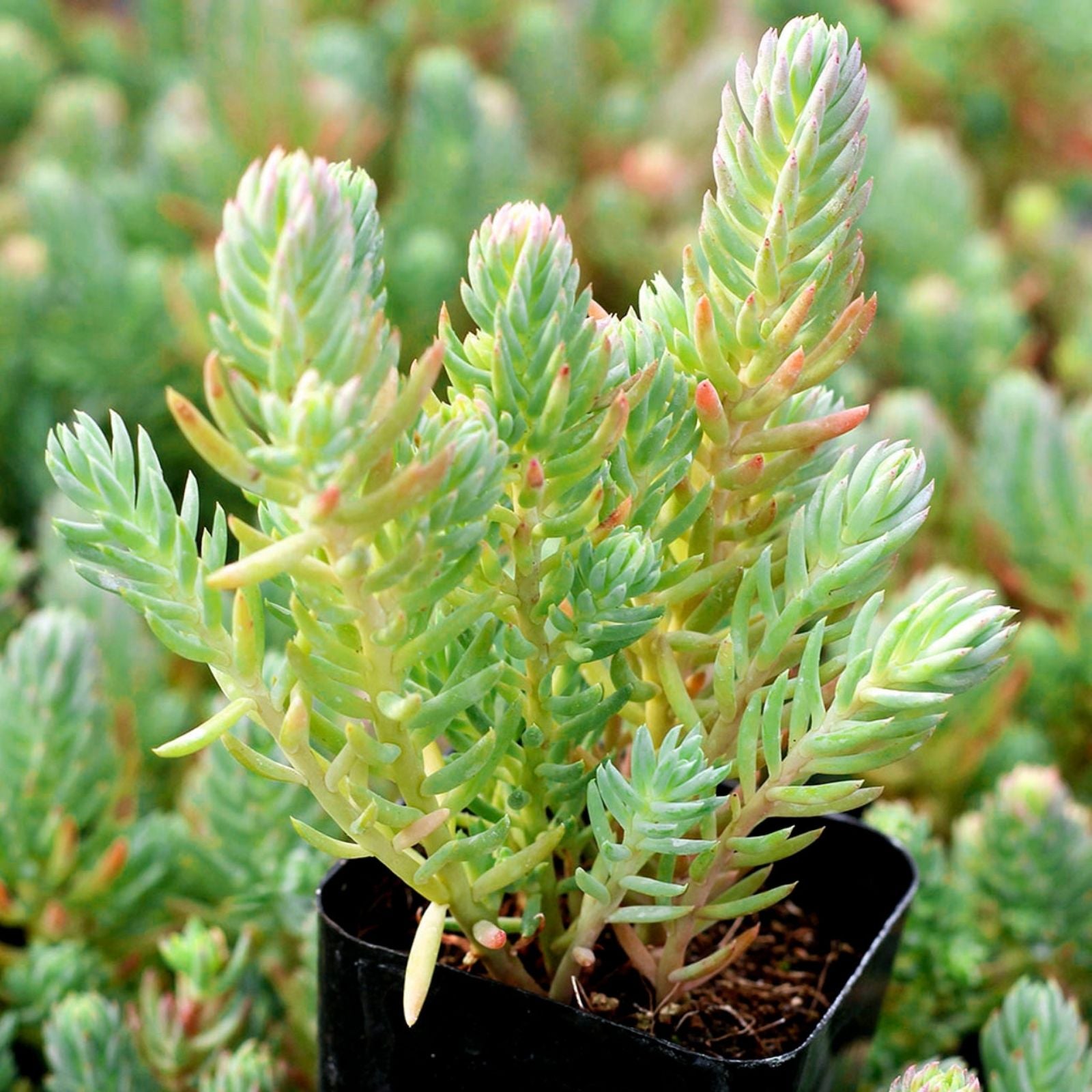 Sedum Blue Spruce Cuttings, 10 Cold Hardy Trailing Ground Cover Succulents, Indoor or Garden Use, Sedum reflexum 'Blue Spruce'