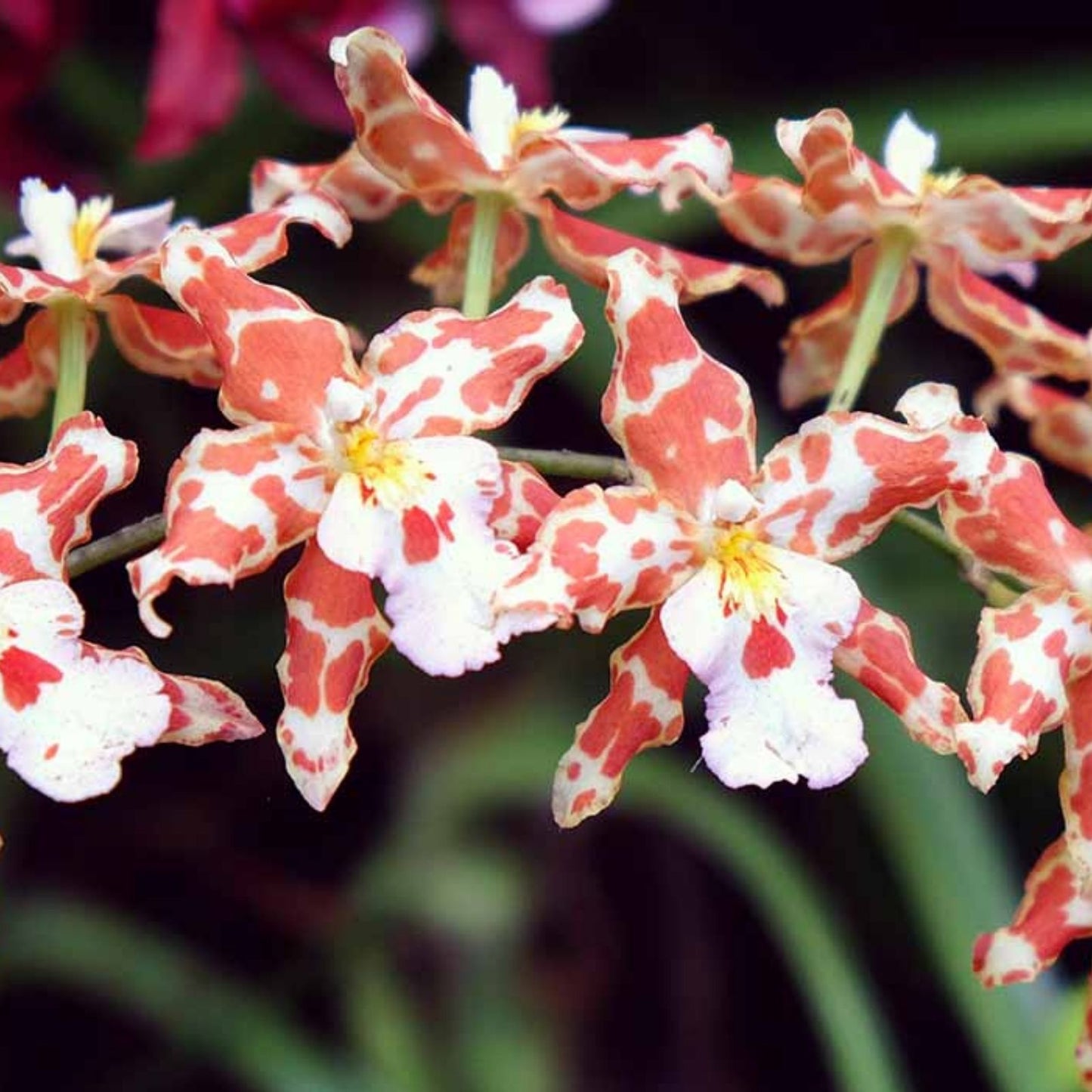 Orchid Plant Bulb Bare Root Oncidium & Miltonia Variety for Gardening No Tag Not Perfect Div