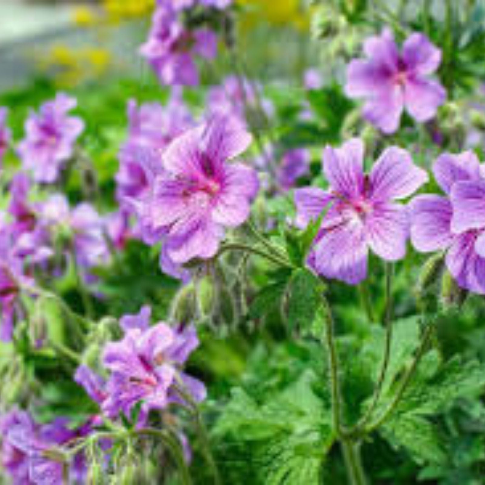 Purple Geranium Starter Cuttings 3 Pack No Roots Pelargonium spp. Garden Planting Supplies