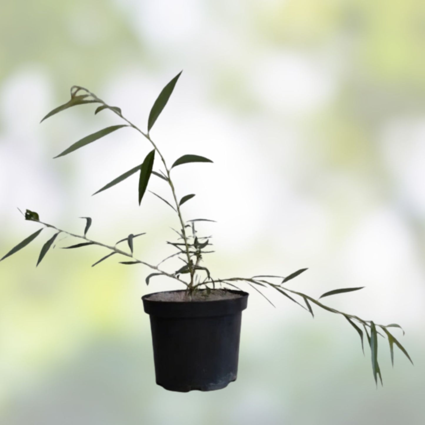 Weeping Willow Cuttings 9 Organic Salix Babylonica Bonsai Spec Austree Tree