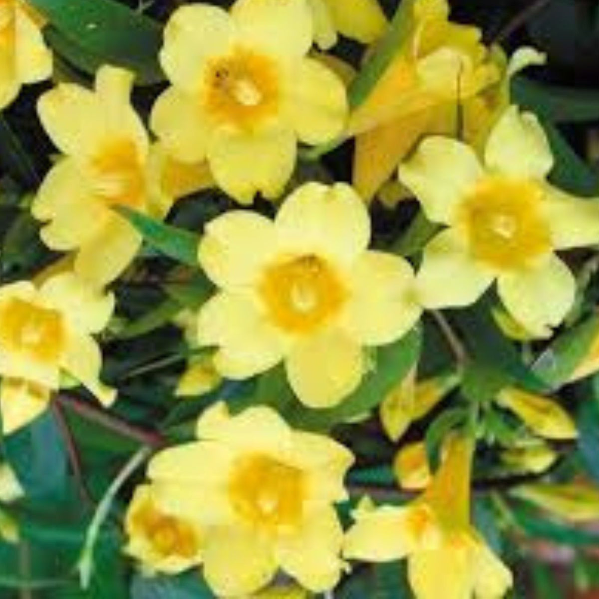 Carolina Jasmine Live Plant Ship No Pot Fragrant Climbing Jasmine Trachelospermum jasminoides