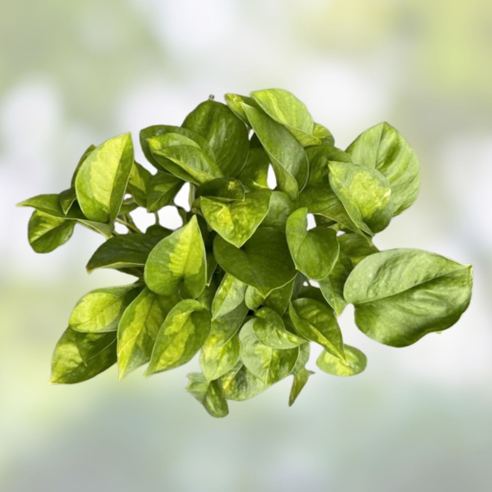 Global Green Pothos Cutting - 2 Leaf, 2 Nodes, Unrooted Epipremnum aureum Vining Live Plant