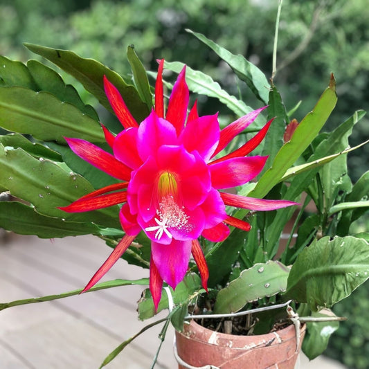 Epiphyllum Cuttings 8-10" Jeanette Davis Latimer Unrooted Epiphyllum oxypetalum Succulent Plant